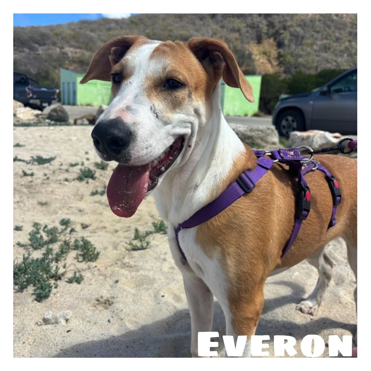 🐶 Peek at the week – Rescue Paws Curaçao
🐾 Paws on the move
Everon got to go to the beach this week. He found the sand and water a bit strange on his paws, so he happily chilled under the palapa 🏖️
🏠 New homes
Juun and Jiska have both found wonderful homes in the Netherlands. Such amazing news! 🐾🤍
😎 New kids in town
New arrivals: Yke and Viva. Welcome, sweethearts 💛
🤝 Support & visits
It was a busy weekend with lots of visitors, giving us the chance to meet many people and catch up. We are incredibly grateful for all the donations and support we received. Thanks to your involvement, we can continue doing what matters most to us—and we truly appreciate it! 💛
A huge thank you to Puella, Lysanne, Huib, Liza and Dominique! 
We also received a wonderful donation from @broskitours — a generous amount of 1000 guilders. Thank you so much! 💛
We also received a beautiful financial donation from Kai, Abby & Philippe. Thank you! ❤️🐾
💛 Other updates
This week, our volunteers Maud and Esmee gave an educational session to around 50 children at the International School of Curaçao. Little Ott and Olia happily joined them. The children had already collected many items at school and came by the next day to donate them 🙌🏻❤️🐾 Thank you again for the invitation!
We also had a special visit to the Governor of Curaçao this week. We introduced ourselves and shared more about the work and future plans of RPC 🤩. It was a great meeting, and it was wonderful to see such engagement. A post about this visit has also been shared on the Governor’s Facebook page, where you can read what was said on his behalf 😊
Together we make a difference 🐾🤍
#rescuedogs #rescuepawscuraçao #SpayAndNeuter #korsou #AdoptDontShop