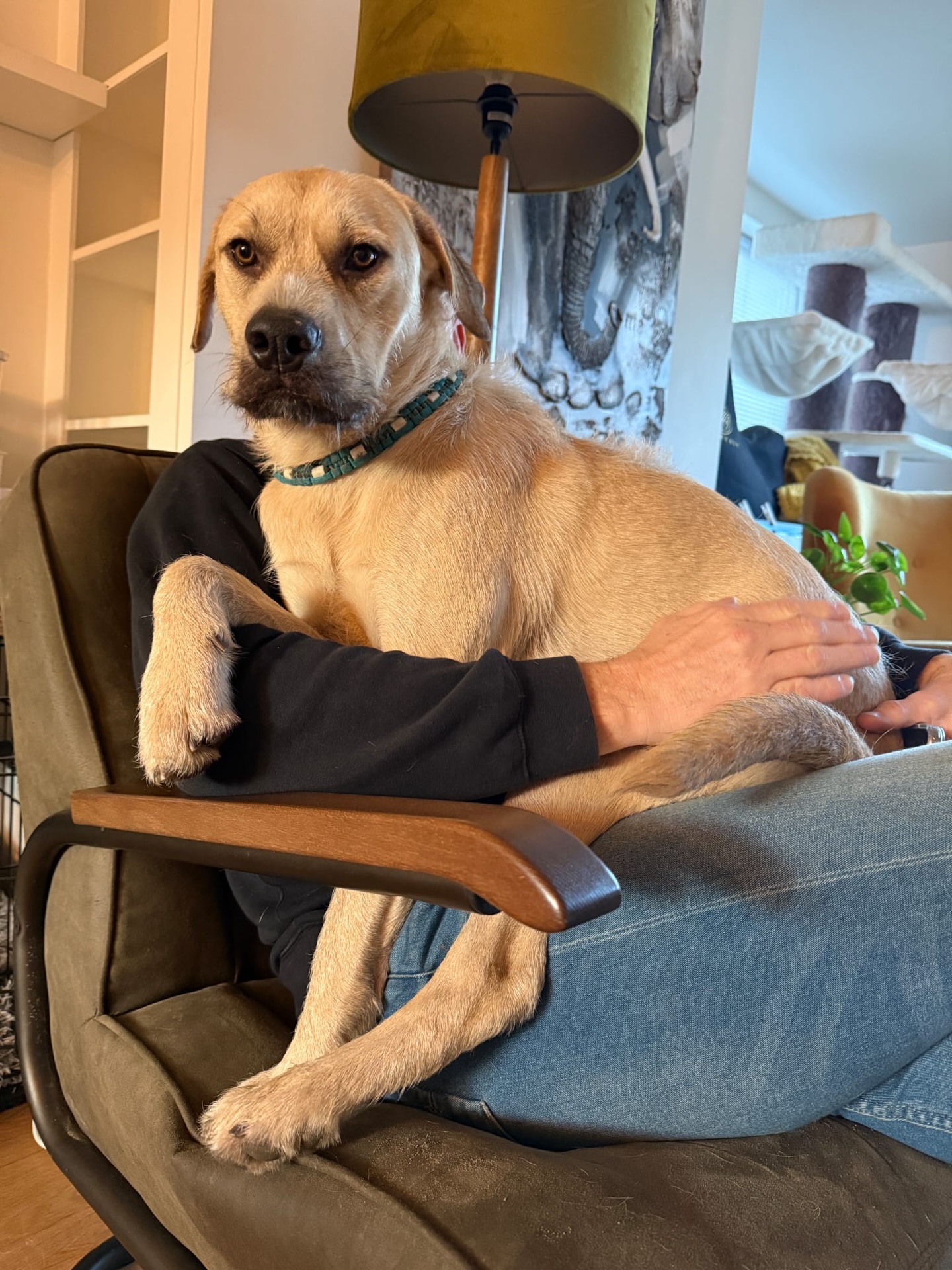 𝗛𝗼𝘄 𝗶𝘀 𝗦𝗼𝗻𝗻𝘆 𝗱𝗼𝗶𝗻𝗴 𝗻𝗼𝘄 ❓
➡️ Sonny is doing incredibly well with us 🥰 Here’s our story, along with a few photos!
A few months ago, Sonny quite literally crossed our path. His foster family turned out to live just around the corner, and we met at the local dog field 🐕🌳 Our labradoodle Coco and Sonny hit it off immediately, and a week later Sonny moved in with us.
It’s a bit busy 😅 — a teenage dog of almost 2 years old and a 4-month-old puppy — but what an amazing duo they are together! 💕
Sonny is now a big teenage dog of one year old and weighs nearly 30 kilos. Although he thinks he’s a chihuahua: he loves nothing more than curling up on your lap 🤣
He happily shreds any papers left on the table (yes, even French homework 📄😆), jumps over fences, definitely does not sleep in, and enthusiastically “helps” clean the litter box 🐾🙈 But hey… it’s all part of the fun!
He is an absolute sweetheart and we are so happy to have him 🧡
Love,
Petra, Pascal, Myrthe & Luc
We receive so many emails for our “how are they doing” feature 🐾💌 We absolutely love it! Every message is read with care, but unfortunately we can’t share all of them on our socials.