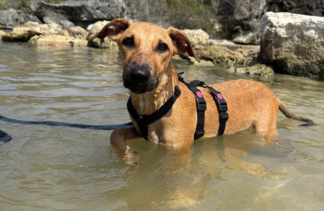 𝐌𝐞𝐞𝐭 𝐆𝐨𝐮𝐝! 🏆💛✨ 

Goud truly lives up to his name, because this sweetheart really has a heart of gold. ✨
In May 2025, he moved from Curaçao to his new home in the Netherlands, where he is surrounded by lots of love. 🏡

Goud is a sweet, social, and cheerful dog who absolutely loves cuddles. 🐶💕
He lives in a family with a three-year-old child and gets along well with other dogs and cats.

With new people, Goud likes to take things slow at first. He doesn’t rush up to you right away, but once he feels comfortable and trusts the situation, he relaxes and is completely at ease. 😊

Goud is currently in his teenage phase, but he already listens well. He really enjoys going for walks on a leash — it truly makes him happy. 🚶‍♂️🐕

Being home alone is something Goud finds difficult. He may get a bit mischievous and go on little “adventures,” which has occasionally led to some damage in the past. 🙈
However, he can settle down well in a crate for short periods.

Because his current owners are sometimes away for longer periods, they feel it’s not fair to keep him in a crate for too long. That’s why they are looking for a home where Goud has more freedom, ideally with a garden where he can play. 🌿

For Goud, we are looking for a loving home where he can play, cuddle, and truly be himself. 🏡💛
A place where he is not left alone for long periods every day, and where he has access to a garden to relax and enjoy.

Goud is not yet listed on the website, but you can already fill out an adoption form with no obligation! 📝🐶

#adoptdontshop #rescuepawscuraçao #rescuedog #westpointerofcuraçao #westpointer