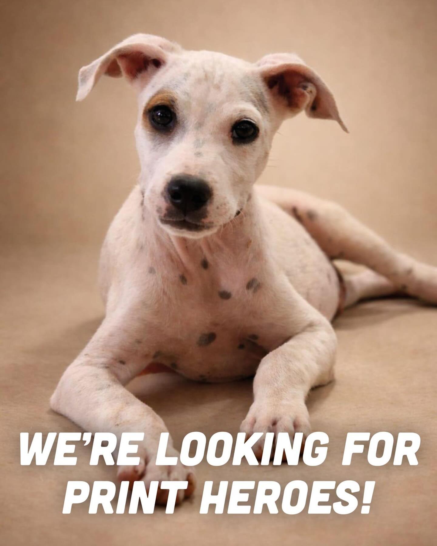 𝗪𝗲’𝗿𝗲 𝗹𝗼𝗼𝗸𝗶𝗻𝗴 𝗳𝗼𝗿 𝗽𝗿𝗶𝗻𝘁 𝗵𝗲𝗿𝗼𝗲𝘀 🚨

“Hi, I’m Spotty! 🐶They named me Spotty because of my beautiful print. Thanks to the stories Rescue Paws Curaçao shares about me and other dogs, I hope for a chance at a better life.”

To reach more people and share our story, we use printed materials such as flyers, posters and brochures. We also create promotional print work, like our annual calendars. All with one goal: to help as many dogs as possible.

👉 𝗢𝘂𝗿 𝗮𝗽𝗽𝗲𝗮𝗹:
Are you, or do you know someone with a print shop who would like to sponsor us with printed materials, either as a one-time contribution or on a more regular basis? This would help us tremendously! 

📩 Want to help or learn more? Please send us a DM.

With your help, we can continue sharing stories like Spotty’s and help save more dogs. 🖤🤍

#rescuepawscuracao #rescuedog #dogsofinstagram #volunteersneeded