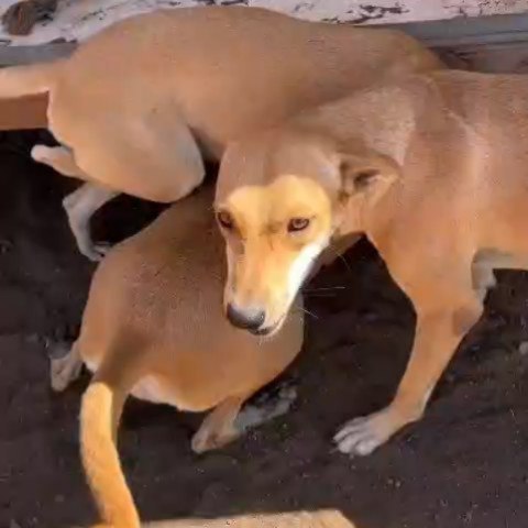 Some stories begin with hardship… 
but still deserve a gentle, loving ending 💛
Meet Trespia, Lenie, and Risa, one brother and his two sisters, who grew up together in Otrabanda. Their start in life wasn’t easy. They lived in a yard where little attention was given to them, facing long, hot days with only a few spots of shade.
Thankfully, there was a kind neighbor, a volunteer with a big heart who cared for them every single day. Because of her, they got to experience small moments of love and kindness.
At a young age, they also faced loss. Their father suddenly disappeared, and they had to say goodbye to their sick mother far too soon. Things no animal should ever have to go through.
And yet, they remain exactly who they are at heart: three gentle, loving dogs who are still open to connection and affection.
Trespia carries a visible part of his past with him. Due to a rope that was once tightly wrapped around his leg and never treated, he now has 3½ legs. But it doesn’t hold him back ,not at all. He runs, plays, and enjoys life in his own resilient, beautiful way.
They are now safe at the shelter, where they are finally receiving the care they deserve. Little by little, their personalities are shining through: 🐾 Trespia is calm and loyal, with a soft and steady nature
🐾 Lenie is sweet and open, always seeking connection
🐾 Risa is sensitive and curious, slowly blossoming
What they are looking for is simple: a loving home. A place where they can feel safe, be seen, and continue to grow at their own pace.
Maybe that place is with you 🐾💛
If you are interested in one of them, please fill out our adoptionform without any obligations and we will contact you.