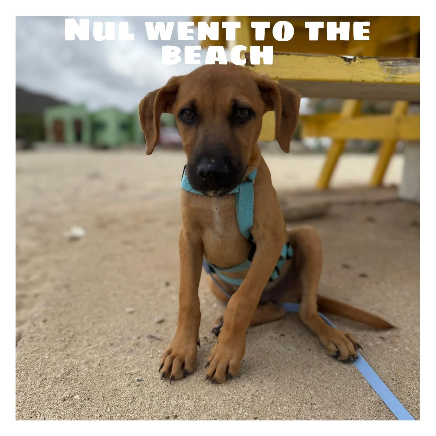 Peek at the Week – Rescue Paws Curaçao 🐾
😌 Extra attention
Jake had a wonderful time relaxing under the palapa during the visit and clearly enjoyed all the lovely belly rubs 🫶🏻
Janne was also hanging out under the palapa and has now discovered that the snack bar is basically self-service these days 🤪
🐾 Paws on the move
Nul went on a trip to the beach 🌊
🏠 New homes
Gio, Nada, Esco, Benji, and Billie have all found their own forever homes 💛
Everon has also found his golden basket—right here on the island—and he’s not living there alone ❤️
And more good news: Noir has found a lovely home as well 🩷
😎 New kids in town
Welcome to Purple!
And the S-pups: Sjef, Sara, Stan, Sjaak, and Sjeel 🐶
Bongo and Peppa have also recently arrived in foster care 💕
🤝 Support and visits
Our amazing volunteers Daniëlle and Lara will sadly be leaving us after 5.5 weeks of incredibly hard work. On their last day, thanks in part to family and friends, they made a wonderful donation 🙌🏻
With this amount, they were able to buy a full week’s worth of food and a travel crate—thank you so much, and we hope to see you again soon! ❤️🐾
Friday was another gezellig and busy visiting hour 🐕
💛 Other updates
Unfortunately, we had to say goodbye to our loyal washing machine last week… after countless loads, it finally gave up—it just couldn’t handle the poop anymore 😉💩
Luckily, we were able to purchase a new one with a great discount from @curblue !Thanks again for that 🙌🏻
Karin, Chantal, and Mirjan attended the 27th national Animal Rescue Conference, organized by DierenLot. It was an inspiring day filled with interesting talks and meaningful conversations 🐾💛 #togetherforanimals #dierenlotdag
We’re closing this week’s update with a fun fact 🥳
So far in 2026, no fewer than 108 dogs have been adopted, and another 42 are reserved and waiting for their flight to their new homes ❤️🙌🏻 How amazing is that!!