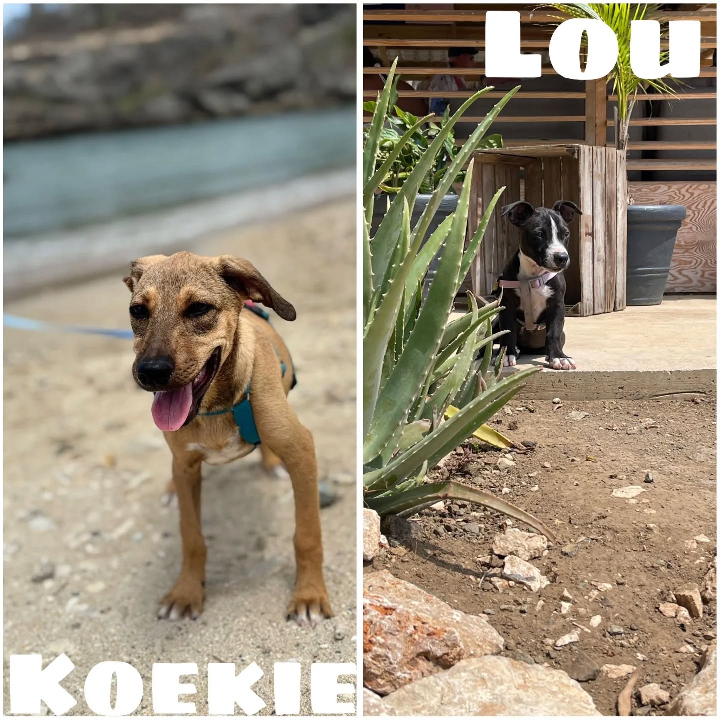 🐶 Peek of the Week – Rescue Paws Curaçao

😌 Extra attention
Sweet Lou stopped by and instantly stole everyone’s heart with her cuddles ❤️
And good news: she’s still available for adoption!

🐾 Paws on the move
Noppes and Koekie enjoyed some fresh sea air at the beach this week 😊

🏠 New homes
Bonnie has found a loving home in the Netherlands and is already being completely spoiled 🩷
Koko arrived this week and was adopted right away — what a lucky pup 💛

😎 New kids in town
The L-pups — Limit, Li, and Louis — joined the RPC family this week 💛

🤝 Support & visits
A lovely young lady from @nom.nom.delicious has started a special campaign: all proceeds from her homemade fudge will go entirely to RPC. And trust us… they’re delicious 😉

We’ve also welcomed a new sponsor: Dutch Technics. Thank you so much for your support! 🙌🏻

💛 Other updates
Fun news: we reached 5,000 followers on TikTok this week! 🤩 Are you following us yet?
Thanks to your support, involvement, and love, we can continue helping these dogs and give them a brighter future 🐾🤍