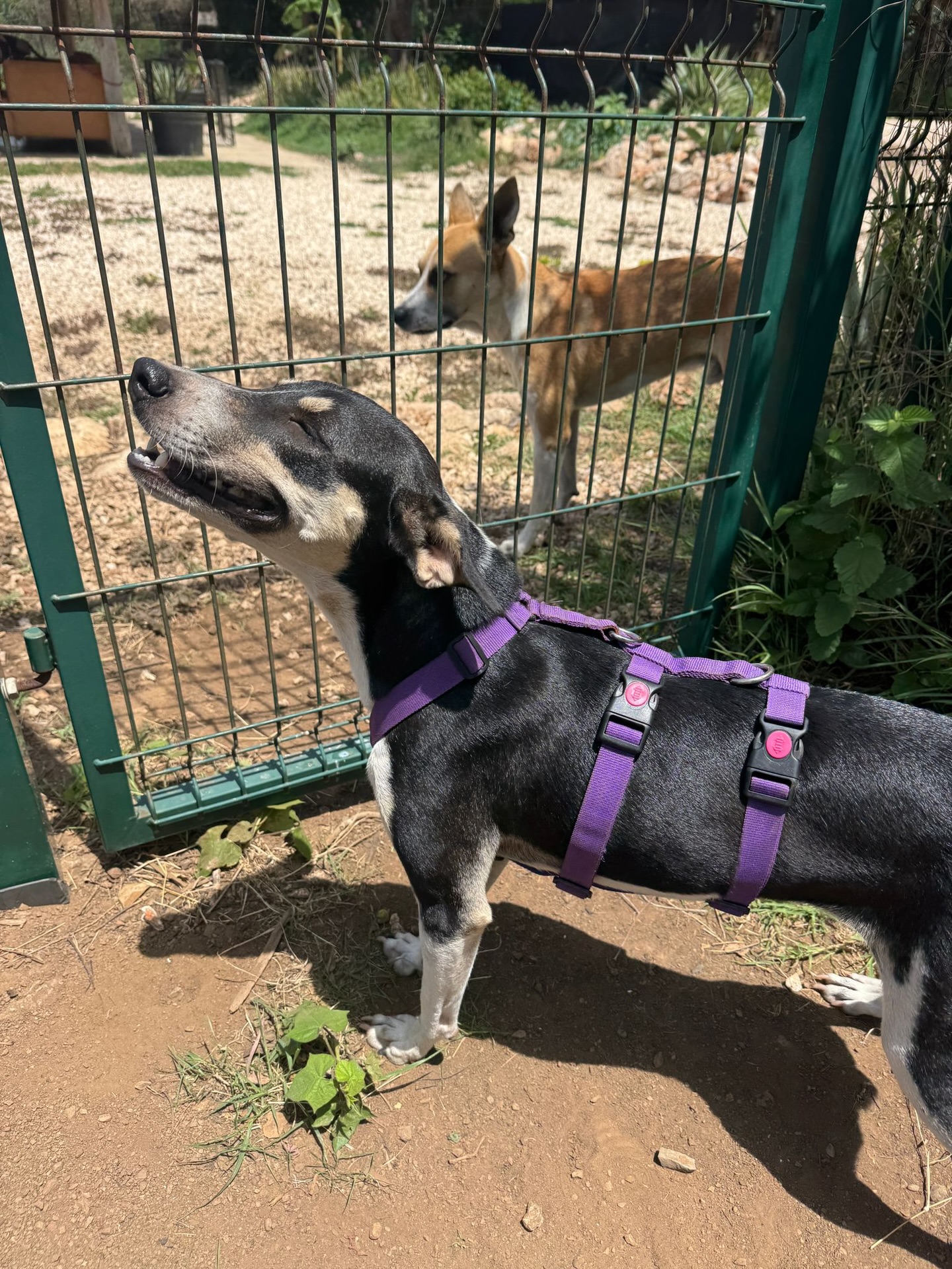 𝗛𝗼𝘄 𝗶𝘀 𝗔𝗺𝘆 (𝗘𝗻𝗶𝗱) 𝗱𝗼𝗶𝗻𝗴? 🤍 

Amy is doing amazing 🐾 We’re so happy with her — and with Rescue Paws — that we chose you again. The group chat support, even if occasional, really meant a lot in the beginning 🙏

Amy needed some time to adjust. Everything was new and exciting, but she found support in Murphy, our first rescue 🐶 At home, she quickly felt like part of the family.

Being alone was a challenge at first (hello destruction 😅), but thanks to helpful tips, that’s completely resolved now!

With our cats, things took some patience 🐱 In Curaçao it seemed fine, but at home she started chasing them. With guidance, consistency, and patience, things turned around completely. Now she’s best friends with Twinkel 🥹 They even sleep together sometimes!

Murphy also needed time to get used to her energy 😄 But now they’re doing great together.

Then our grandson Luis arrived 👶 From day one, the dogs have been incredibly gentle with him. When he cries, Amy goes straight to him to comfort him. Truly heart-melting ❤️

Amy is such a special dog 🦌 She jumps onto the couch with all four paws at once (her nickname is “little deer” for a reason!) and even tries to catch seagulls mid-air 😂

She’s sweet, playful, curious, and full of personality. It honestly feels like she’s been with us for years instead of just 4 months