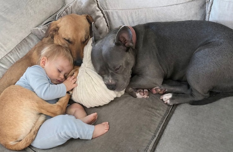 𝐌𝐞𝐞𝐭 𝐆𝐨𝐮𝐝! 🏆💛✨ 

Goud truly lives up to his name, because this sweetheart really has a heart of gold. ✨
In May 2025, he moved from Curaçao to his new home in the Netherlands, where he is surrounded by lots of love. 🏡

Goud is a sweet, social, and cheerful dog who absolutely loves cuddles. 🐶💕
He lives in a family with a three-year-old child and gets along well with other dogs and cats.

With new people, Goud likes to take things slow at first. He doesn’t rush up to you right away, but once he feels comfortable and trusts the situation, he relaxes and is completely at ease. 😊

Goud is currently in his teenage phase, but he already listens well. He really enjoys going for walks on a leash — it truly makes him happy. 🚶‍♂️🐕

Being home alone is something Goud finds difficult. He may get a bit mischievous and go on little “adventures,” which has occasionally led to some damage in the past. 🙈
However, he can settle down well in a crate for short periods.

Because his current owners are sometimes away for longer periods, they feel it’s not fair to keep him in a crate for too long. That’s why they are looking for a home where Goud has more freedom, ideally with a garden where he can play. 🌿

For Goud, we are looking for a loving home where he can play, cuddle, and truly be himself. 🏡💛
A place where he is not left alone for long periods every day, and where he has access to a garden to relax and enjoy.

Goud is not yet listed on the website, but you can already fill out an adoption form with no obligation! 📝🐶

#adoptdontshop #rescuepawscuraçao #rescuedog #westpointerofcuraçao #westpointer