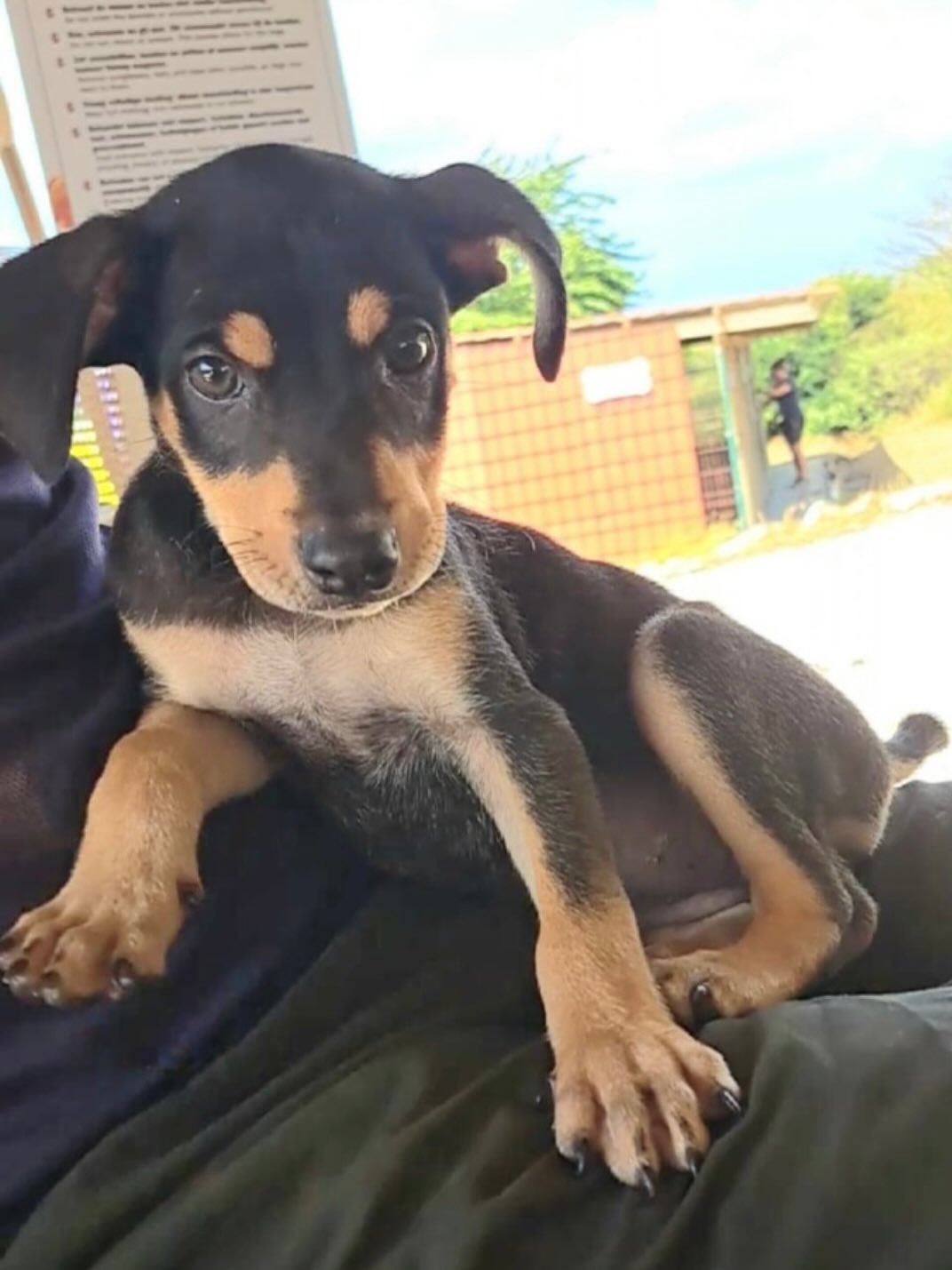 Today in our series “How are they doing now…”

🐾🐾🐾 O N K Y 🐾🐾🐾

On April 2, 2025, sisters Wiep and Onky arrived at the Rescue Center—tiny street puppies with big personalities. And by pure coincidence, Onky’s future owners were there too… it was love at first sight. 💛

Onky stayed with lovely fosters (and her buddy Erik) until she was ready to fly to the Netherlands. On June 1, the big day finally came. At Schiphol, her family could hardly believe it when she arrived—still just as adorable… and already a little rascal. 😄

It hasn’t always been easy, but her owners showed incredible patience, always looking for possibilities instead of problems.

They share:
“Onky, our little miracle from Curaçao. From the moment we met her, we fell in love. Waiting 8 weeks to bring her home felt endless, but the moment we saw her again at the airport, we knew—she belongs with us. She’s grown into a playful little troublemaker, chewing on everything, but also the sweetest, most cuddly girl. Our miracle, and we wouldn’t trade her for anything.” 🐾💛

We are so grateful to Onky’s family for their love, patience, and the beautiful life they give her ❤️