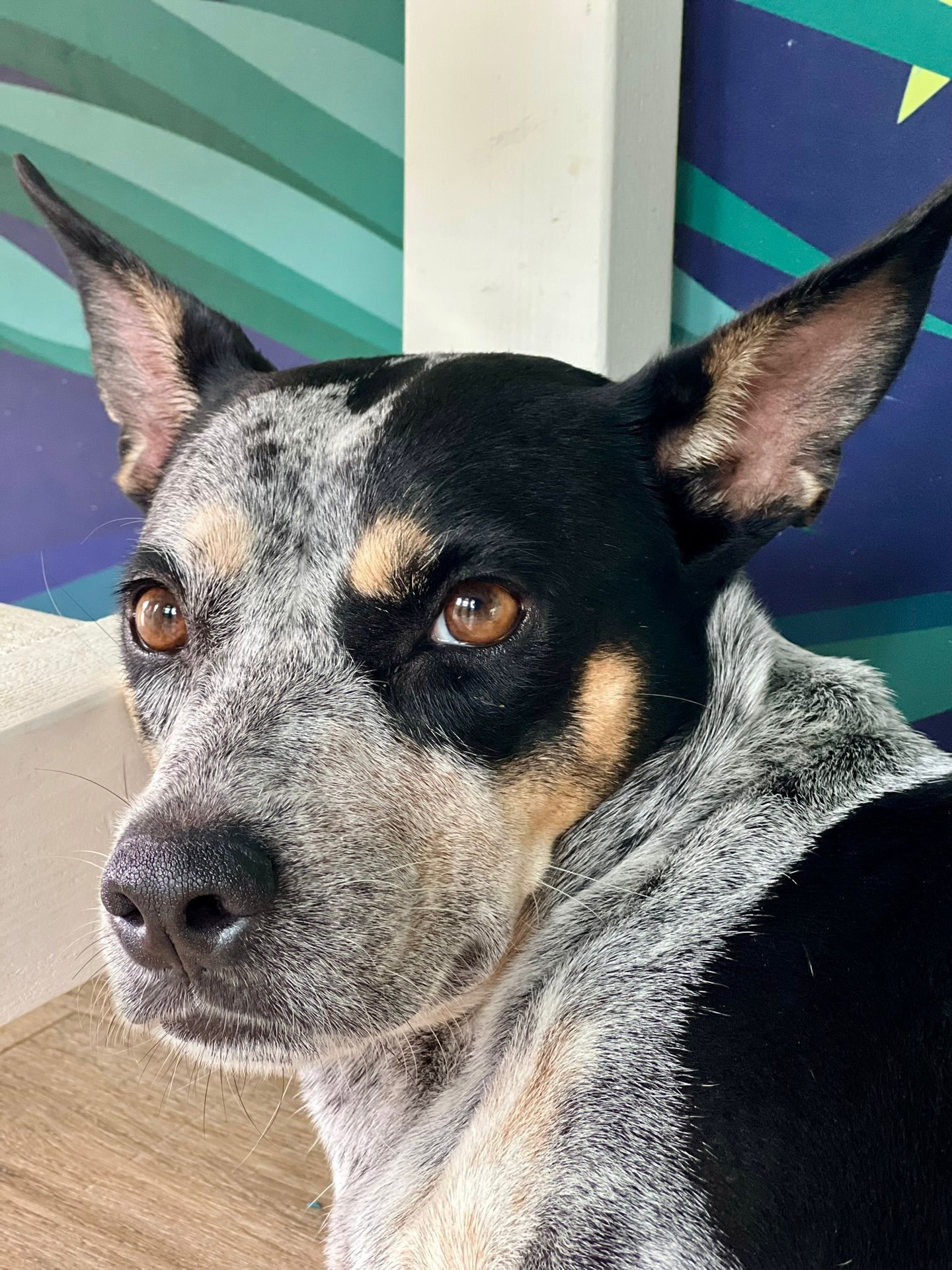 𝗣𝗼𝗹𝗹𝘆 𝗶𝘀 𝗹𝗼𝗼𝗸𝗶𝗻𝗴 𝗳𝗼𝗿 𝗮 𝗳𝗼𝗿𝗲𝘃𝗲𝗿 𝗵𝗼𝗺𝗲! 🏡 

Polly 🐶 (2 years and 2 months old) is an easygoing and wonderful dog! 💛
She is sweet with other dogs, children, and adults (including men) 🐕👨‍👩‍👧‍👦

She can live with cats 🐱, preferably ones that are used to dogs, as she can be a bit intense and focused on them 😉

Polly loves to run 🏃‍♀️ and enjoys car rides 🚗
She listens well 👂 and loves to stay close to you (often lying under your chair) 🪑💞

She sleeps freely in the house 🏡 and adapts easily
All in all, she’s an amazing dog! ⭐

Since the end of January 2026, she has been living with a wonderful foster in Curaçao 🌴

Interested in adopting Polly? Please fill out the adoption form without obligation. 💌

#adoptdontshop #rescuepawscuraçao #rescuedog #westpointerofcuraçao #westpointer