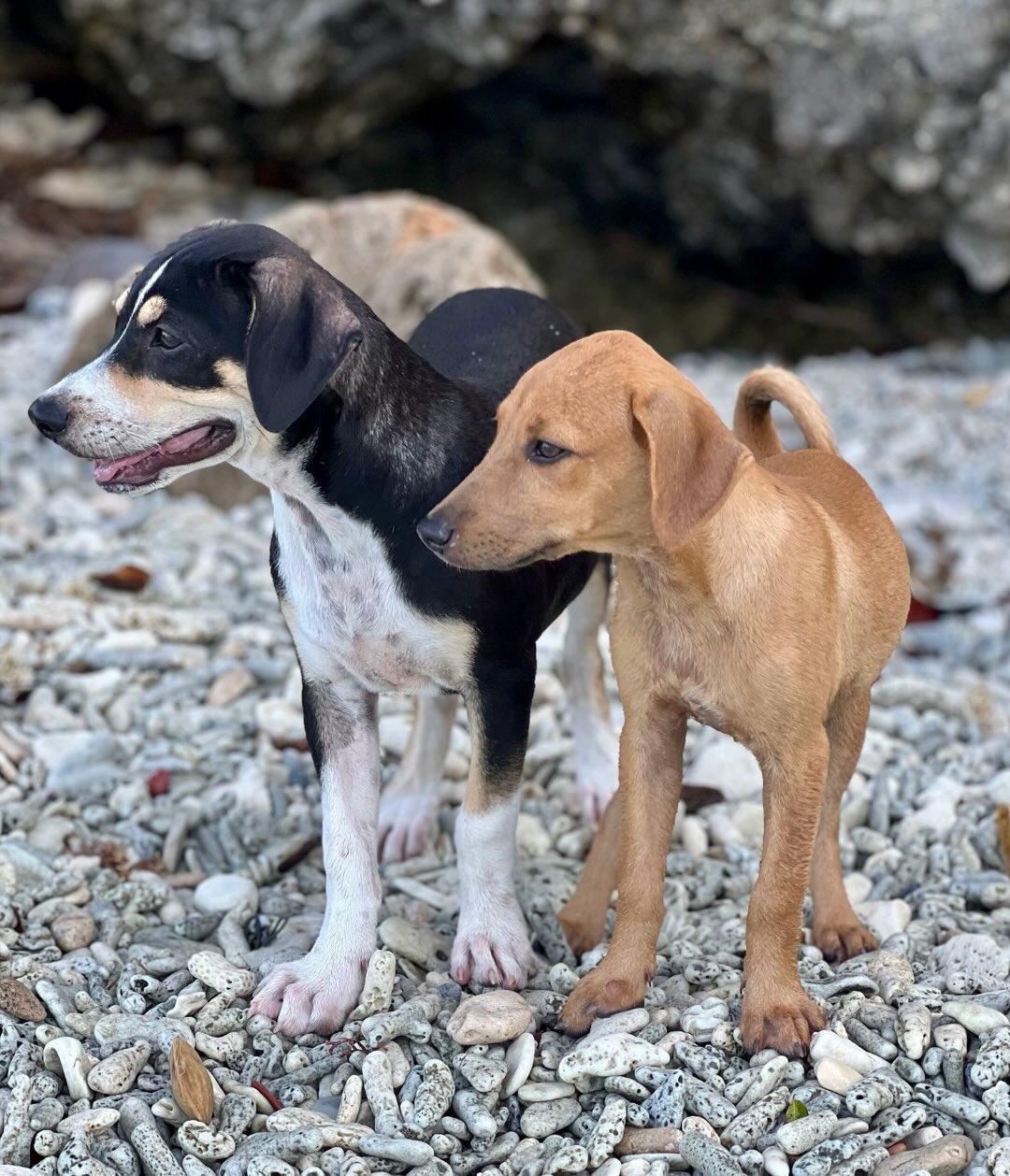 Today in our series “How are they now…” 🐾 L O I S 🐾

Lois has already been through a lot in her young life. Born in June 2024, she was dumped at Playa Kanoa (Curaçao), rescued during a feeding round, and moved through foster care on the island and in the Netherlands. On November 8, 2024, she finally found her forever home. ❤️

Her owners share:
“At first, Lois was shy and distant when we met her. We had doubts, but once we brought her home, everything changed—she was playful, loving, and quickly at ease. Truly a grateful dog.

We did face some challenges, especially at the vet. It wasn’t an easy experience, and we learned how important it is to be well-prepared. Our tip: arrange insurance before your first vet visit and make sure any known medical issues are clearly communicated upfront.

Despite everything, we are incredibly happy with Lois and the adoption process. The support and honest communication made all the difference.”

We’re so grateful to Lois’ family for giving her the loving home she deserves—and for sharing their honest experience. Wishing Lois a long, happy life! ❤️

#adoptdontshop #rescuedog #curacaodogs #foreverhome #westpointer samenvoordieren