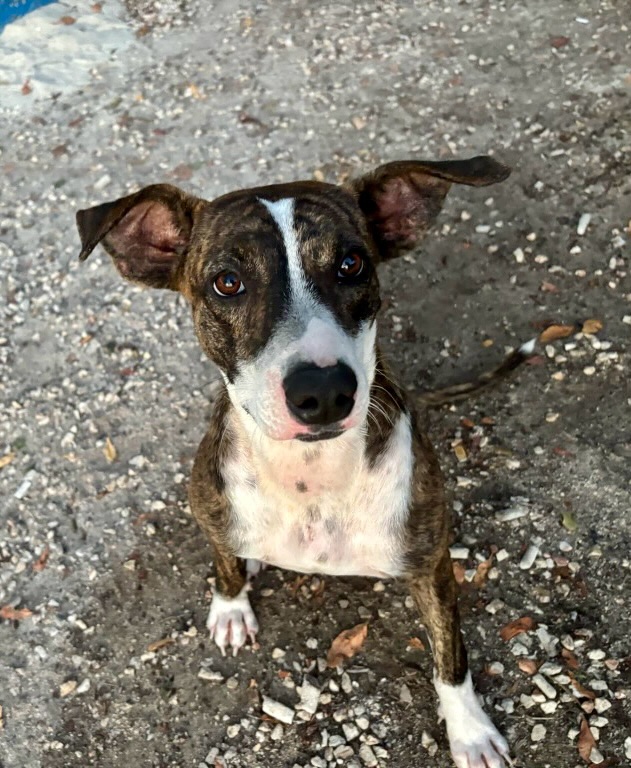 𝗪𝗛𝗢 𝗪𝗜𝗟𝗟 𝗚𝗜𝗩𝗘 𝗠𝗔𝗬𝗔 𝗛𝗘𝗥 𝗙𝗜𝗥𝗦𝗧 𝗥𝗘𝗔𝗟 𝗛𝗢𝗠𝗘? 🥹🐾
Hi everybody… I’m Maya Preciosa. 🐶
A happy, playful teenage girl, just 1 year old. 
I was found at Pirate Bay Beach… completely all alone. 💔
But thankfully I’m safe now, waiting for something very special: a forever home. 🍀
At first, I can be a little shy. 🙈
New places and new people can feel a bit scary…
But give me some time, and you’ll get the sweetest, most loyal girl in return. 💕
Once I feel safe, I’m so happy and affectionate.
I love lying close to your feet and following you everywhere. 
Cuddles? Kisses? YES please!! 😍
🌊 I love the beach.
🐾 I enjoy playing (with dogs and toys!).
🍖 And yes… food is definitely my favorite hobby. 😋
I learn quickly and grow braver every single day. 💪
With patience and love, I’ll become your very best friend. ✨
Will you be the one to show me what a real home feels like?
Send us a message and who knows… I might soon belong with you. 🏡🐾
#rescuepawscuracao #adoptdontshop #rescuedog #adoptme #dogsofinstagram