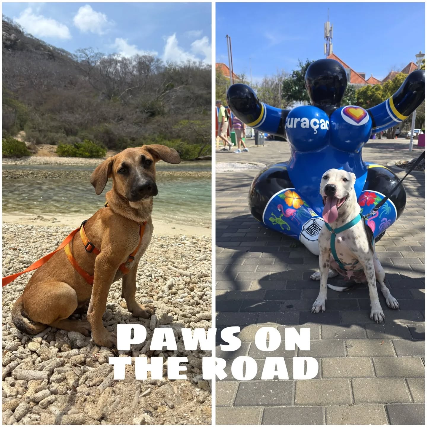 🐶 Peek at the Week – Rescue Paws Curaçao

🐾 Paws on the move

Peanut enjoyed a wonderful trip to the beach this week 🏖️ With his paws in the sand and his ears flapping in the wind, he had the time of his life 🩷

Bendi got to visit Punda and did amazing 🤩 The pup cup and the ice cream were definitely a big hit 🍦🥰

🏠 New homes

Igor flew to Connecticut this week, where his forever home had been waiting for him with lots of love 💛

Yaim moved to her fosters this week 🩷 Niks flew to his foster home in the Netherlands this week ✈️ Chiki also found a spot with fosters this week ✨ And today, Purple moved to her foster home at Landhuis Ascension 🌴💕 All of these sweet dogs are still available for adoption 💛

King and Rolex made the journey to the Netherlands this week, on their way to their forever homes 🥰

Obi found his forever home on the island with our volunteer Jeanine 🌴✨

😎 New kids in town

Welcome sweet Minka, Mazte, Gijs, Charlie Brown, Pig Pen, Sally, Woodstock, Marcy, Linus, Pimmetje and Franklin 💛 They are all new with the fosters 🐾
Also new at the center: Mayo and Mosterd 🌭✨

🤝 Support and visits

Not only at the Center, but donations can also be made at other places around Curaçao 💛 For example at @byronstattoo 🤗

💛 Finally

A week full of beautiful adventures, new chances, and lots of wagging tails 🐾✨ Thank you to everyone who helps in any way to give these dogs a better life. Together, we truly make a difference 🩷

#peekattheweek #RescueDogsOfInstagram #rescuepawscuraçao #AdoptMe #westpointerofcuraçao