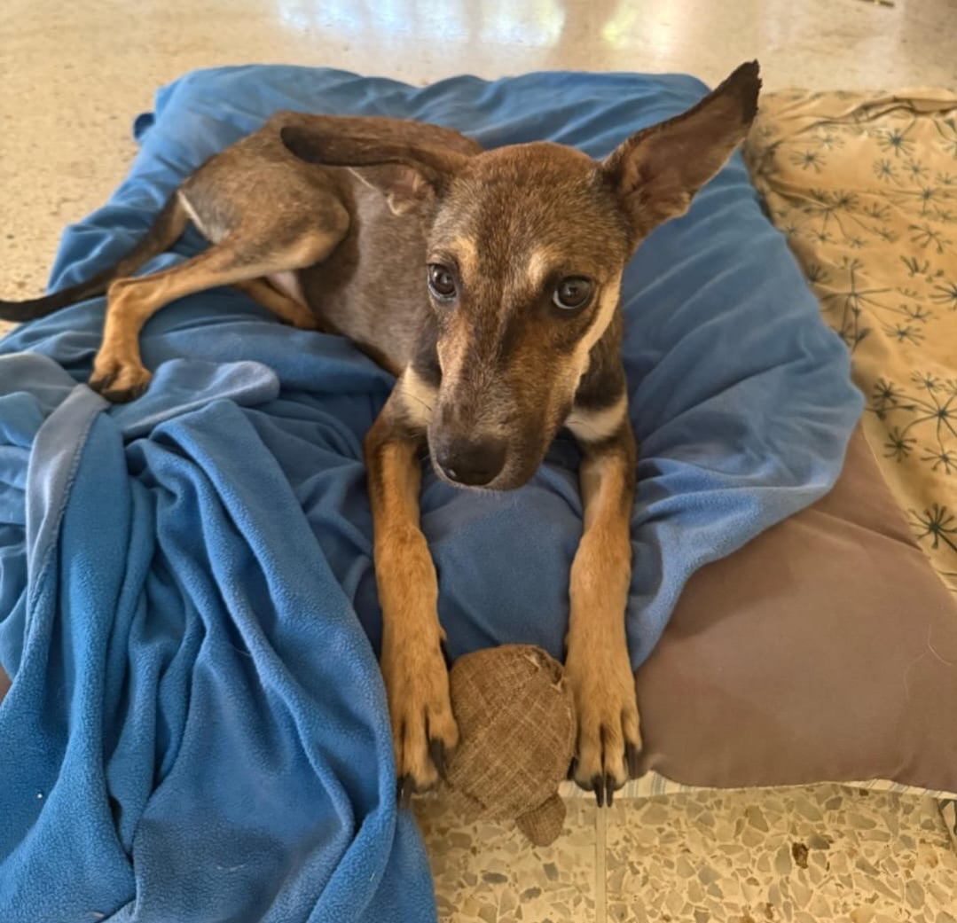 🐾✨ 𝗙𝗶𝗯𝗶’𝘀 𝘀𝘁𝗼𝗿𝘆! 🇩🇪💛

Fibi now lives in Germany, and what a long way this sweet girl has come! 🥹🏡

She was found together with her mother near an abandoned house. They were hungry and sick, but despite everything, they happily approached their foster. 🥺❤️ Every day, their foster came by with food, and later she also brought crates with soft blankets. Fibi immediately crawled into the crate and felt right at home. 🏠🧸

When she was allowed to go home with her foster, she didn’t protest. She knew that someone would finally take care of her. 🥰 Her crate is still her favorite place: she sleeps wonderfully in it at night and loves taking a nap there during the day. 😴🐶

At first, all she really wanted was cuddles. 🤗 She would wrap her little paws around people’s hands – as if she were saying, “Thank you.” 🥹💕

Once she became strong and healthy again, she really started acting like a puppy! 🐾🎉 She played with squeaky toys, ran around with her mama and was absolutely glowing with happiness. 🥰 On her very first day, she already learned to sit and lie down! 🐕✨

Her first visits to the vet were a little scary, and for a while she became a bit less trusting of people. 🥺 But with lots of love, patience and reassurance, she has grown into a happy, curious and confident dog. ❤️

She listens well, comes when she’s called and is super smart – she even watches TV! 📺😜🐶

#rescuepawscuraçao #adoptdontshop #westpointerofcuraçao #westpointer #rescuedog