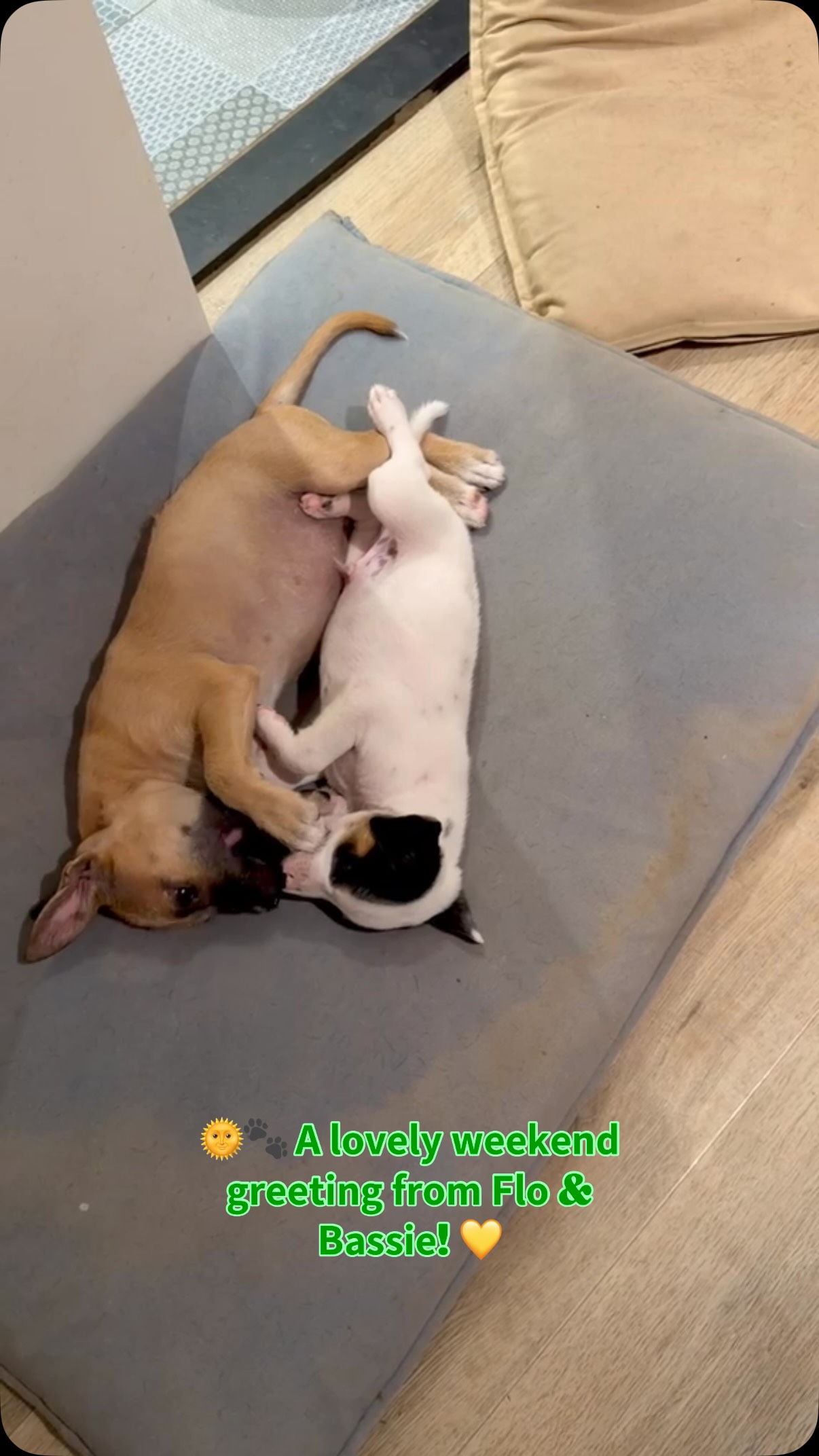 🌞🐾 𝗔 𝗹𝗼𝘃𝗲𝗹𝘆 𝘄𝗲𝗲𝗸𝗲𝗻𝗱 𝗴𝗿𝗲𝗲𝘁𝗶𝗻𝗴 𝗳𝗿𝗼𝗺 𝗙𝗹𝗼 & 𝗕𝗮𝘀𝘀𝗶𝗲! 💛

As the holiday season here is slowly coming to an end, we’re curious… 🏖️🐶

Are you still enjoying a holiday with your dog(s)? Or are you already back home and enjoying some lovely moments together? 🥰

Tell us where you’ve been and, of course: how did the doggies like it? 🐾❤️ Tell us in the comments. ⬇️

Flo & Bassie wish everyone a wonderful, relaxing and above all, love-filled weekend! ☀️🐶💛

#adoptdontshop #rescuepawscuraçao #rescuedog #westpointerofcuraçao #westpointer