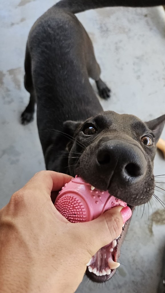 🐾💙 𝗠𝗲𝗲𝘁 𝘁𝗵𝗲 𝗵𝗮𝗻𝗱𝘀𝗼𝗺𝗲 𝗠𝗮𝗻𝘀! 🐶

Mans is a cheerful 7-month-old boy who is looking for a loving home of his own. 🏡✨

He was discovered one Sunday morning in an abandoned parking lot near Bullenbaai, together with his brother and two sisters. A group of cyclists had spotted them that morning and reported them. They were probably left there in a cardboard box, as the box was still lying next to them. 📦🥺

Mans and his siblings were actually very brave and, most of all, incredibly happy to finally see someone. ❤️ They immediately ran towards their rescuers. Mans was absolutely starving, so he made sure everyone in the car knew about it and loudly expressed his opinion all the way to the rescue center. 😂🐶

His skin was also covered in lots of tiny little critters. Luckily, he received treatment for them as soon as he arrived at his new home: the rescue center. 🥰🩵

Mans has now been living here for a while and is ready to find his very own loving home. 🏡💕

Mans is a brave, curious and enthusiastic little guy. 🐕✨ He loves staying busy and is quite the adventurous boy. At the rescue center, he sometimes gets to roam around freely, and then his little nose takes over as he sniffs and explores everything around him. 👃🐾

He gets along very well with his fellow dogs. 🐶❤️ The only thing he still finds a little difficult is sharing his food… He would much rather keep it all to himself! Oopsie! 🙈🍗

Are you reading this and thinking, “That happy boy would be a perfect fit for me!” 🥹🏡

Then please get in touch! Who knows, maybe Mans will soon be able to come and live with you and finally have a loving home of his own. ❤️🐾

A paw from Mans 🐾💙

#adoptdontshop #rescuepawscuraçao #rescuedog #westpointerofcuraçao #westpointer