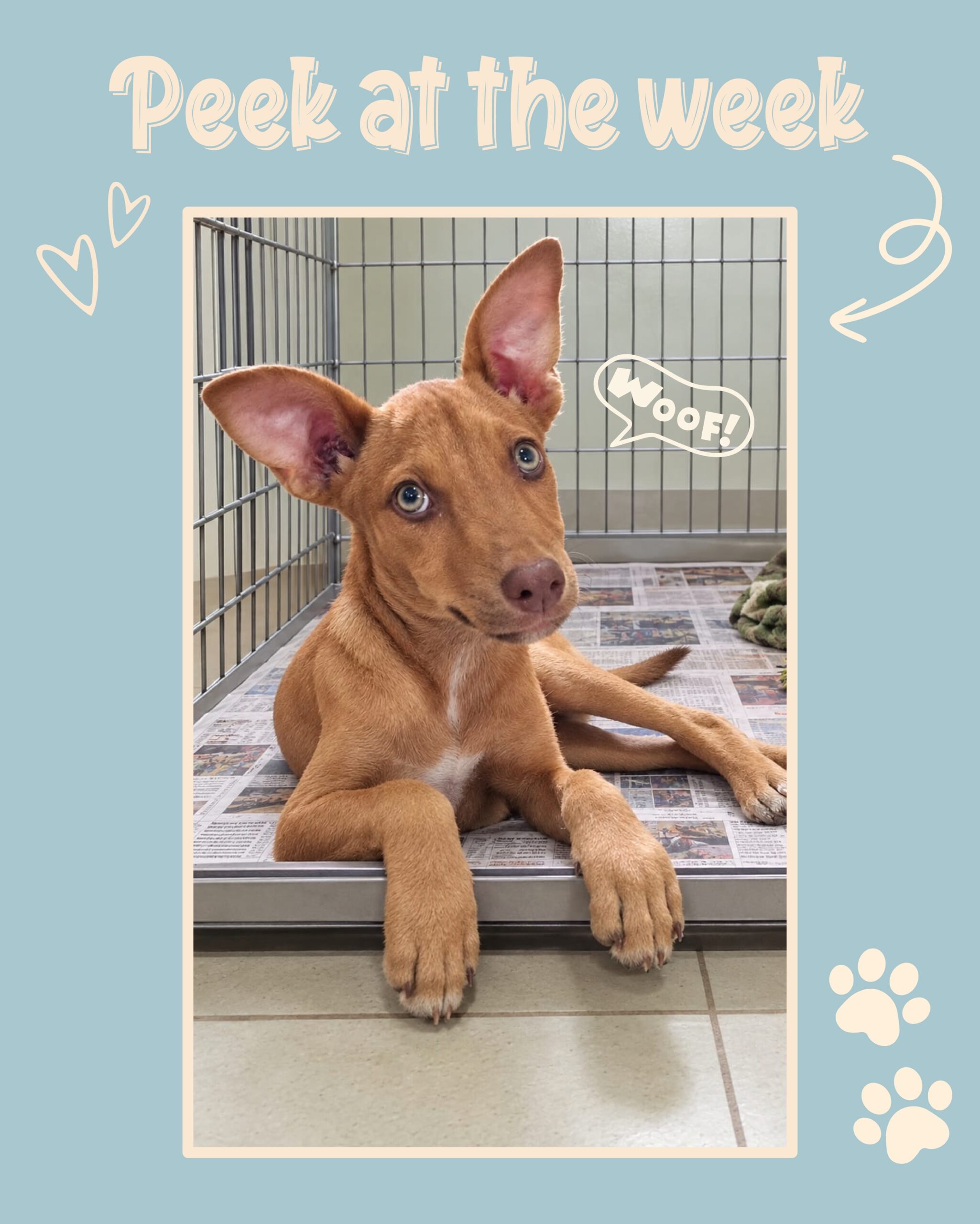 Peek at the week - Rescue Paws Curaçao 🐾
Swipe to see all of our updates! 👉🏻
🐶New dogs in town
From terrified in the mondi to finally being safe. ❤️
Last week, Jade and her little sister Vita were abandoned. Jade immediately fled into the mondi in fear. This past week, we finally managed to safely rescue her. 🙏
Jade is now on the Rescue Paws waiting list. Luckily, until there is a spot available, she can stay with a loving foster.
Mickie is new and is currently staying with a foster as well.
🏠Forever homes
Flo, Juun, Hope and Felix flew to their forever homes in the Netherlands. Toos has moved into her new home here on the island. 🐾🥰
🐾Paws on the road
Geer went out and about last week, enjoying a lovely walk and splashing through the water. ☀️
Dino enjoyed the delicious treats visitors had brought along. 🦴🐾
🤝Support and helping hands
What an incredible week on Curaçao! 🐾✈️
Dennis came over to work incredibly hard, both at the Center and out on the streets. So much work was done—we already miss him! Even better: he flew back home with Marcie and Roxy, who are on their way to their forever home. Thank you, superstar! 🐶❤️
But this flight was even more special. It was Gerard’s very last flight before his well-deserved retirement. For years, he has helped escort dogs to Hato, and this was his official farewell. This week, we’ll dedicate a separate post to Gerard to thank him for his many years of commitment, energy and his golden heart for Rescue Paws.
Sadly, this was also the last week at the Center for two amazing volunteers, Famke and Zoë. Girls, you did an incredible job and we’re going to miss you! 🐾🥲
Thank you so much for all your amazing dedication and energy over the past few months! As the perfect way to finish their internship, they went out in style: as official flight escorts! And they didn’t travel alone... Pigpen and Elly got to join them on their journey to the Netherlands for their new adventure. 🐾 And well, Gerard simply couldn’t resist joining them one more time! 😉
Safe travels, girls, and good luck with your next internship! ❤️
❤️‍🩹Forever in our hearts
Sadly, Aki, Aven, Ais and Aro passed away last week. They w