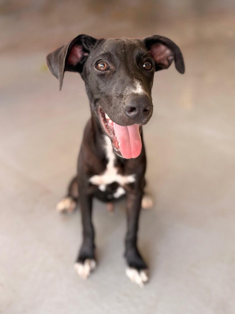 🐾💙 MEET RIVO! 💙🐾

Hi! My name is Rivo! 🐶

Since the beginning of April, I have been living with my brothers and sisters at the Rescue Paws Center. Before that, my life looked very different. The ten of us lived together in a garden in the Souax neighborhood. Sadly, not all of my brothers and sisters made it… 💔

But I was strong, stayed brave, and just look at how big I have grown by now! 💪🐾

And now? Now I am completely ready for my next adventure: a home of my own! 🏡❤️

My caregivers say that I am an energetic, cheerful, and brave little boy. I love going for walks, running around, and of course doing lots of sniffing. 👃🌴 I am already doing a great job learning to walk with a harness and leash!

And people? I absolutely love them. 🥰 When visitors arrive, I am always happy to come and say hello, get some cuddles, and of course check whether you might have a tasty snack for me… 😋

Smart boy, right? 😉

So…
🥾 Do you love going for walks?
🐾 Would you enjoy going on adventures together?
🦴 And do you happen to love snacks too?

Then I have a feeling we might be a perfect match! 💙

I am patiently waiting for someone to see me and think: Rivo, you belong with us. 🥹🏡

Could you be that person? Please fill out the adoption form for Rescue Paws Curaçao for me. 🙏

A big paw from me, 🐾
Rivo 💙

#RescuePawsCuracao #AdoptRivo #adoptdontshop #rescuedog