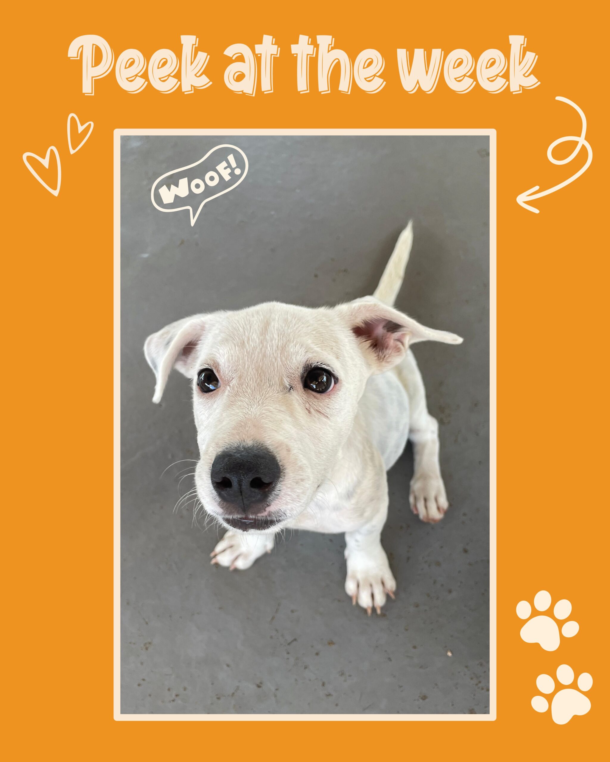 Peek at the week - Rescue Paws Curaçao 🐾

Swipe to see & read all of our adventures 😍👉🏻

🐶New dogs in town

Fred, Milo, Jack, Tico and Marieposa are new and are currently all staying with foster families. Tico and Marieposa came from a yard in Jandoret where 13 dogs were living. The owner’s intention was to help dogs in need. She had taken in more dogs than she could manage, with the best intentions, but unfortunately she was no longer able to care for them properly. Tico is already adopted! 

Sun and Sol are new at the center. Their mother is a pit bull-type dog and their father is a Jack Russell-type dog. Both parents will be spayed/neutered next week to prevent any more litters. The people who were caring for them were very kind, but unfortunately did not have the means to provide the care they needed. They had fleas, ticks and worms, but have now all been treated at the center. Solo is also new at the center and has already found his forever home! 🙌🏻

We received a report about several puppies living in a cemetery. Mori, Styx, Mors, Lethe and Manes are now safe and staying with a foster family. 💙

🏠Forever homes

Gutu, Mase, Sally, Udo and Karko flew to their forever homes in the Netherlands. 💛

🤝Support and help

Our old sofa underneath the palapa had seen better days. Rottymhuys gifted us this fantastic new sofa, where there can be plenty of cuddles again! Thank you @rottymhuyscaribbean! 💙

Our lovely Joyce works at Dev Real Estate. Every month, employees can nominate a charity to receive a generous donation from the company. Joyce nominated Rescue Paws, and this month we received an amazing donation of €500! Masha masha danki @dev_realestate! ❤️

There is now also a TV hanging underneath our palapa with lots of information about RPC. So while enjoying some cuddles or waiting for a tour, you can sit back and have a look! 📺

Britt, thank you for all your help over the past week! And thank you to Barbara as well for helping out at the center! 🩷🙌🏻

💛Finally

Last Sunday, there was a lovely get-together for the volunteers in the Netherlands. It was a fun afternoon! 🫶

Fester enjoyed all the visitors underneath the palapa. The new sofa is so c