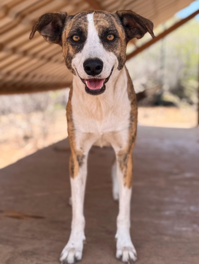 𝗟𝗘𝗧’𝗦 𝗠𝗘𝗘𝗧 𝗩𝗜𝗩𝗔! 🐶
♀️ Female
🎂 1 year and 5 months old
🐾 Teen
Viva is a sweet, gentle girl with beautiful eyes that will melt your heart. 🤍
She was spotted several times wandering alone near the rescue center. No one knew where she had come from or why she was there. One day, Viva saw some people driving down the road towards the rescue center. She cautiously followed them and walked onto the property.
As if she knew: 𝗜 𝗮𝗺 𝘀𝗮𝗳𝗲 𝗵𝗲𝗿𝗲.
Viva was allowed to stay and is now ready to begin a new chapter. She likes to take her time getting to know people and prefers a calm environment. Once she feels safe, she enjoys affection and loves being close to you. 🥰
We are looking for a calm and loving home where Viva will have the time and space to be herself. A family without young children would suit her best. Children aged 12 and older may be a good match, as they are more likely to understand when Viva needs some quiet time.
Are you looking for a sweet, calm and gentle companion? Complete the adoption form for Viva via the link in our bio. Who knows, she might soon begin her most beautiful chapter with you. 🏡🐾
#rescuepawscuracao #adoptdontshop #adoptviva #rescuedog #dogadoption