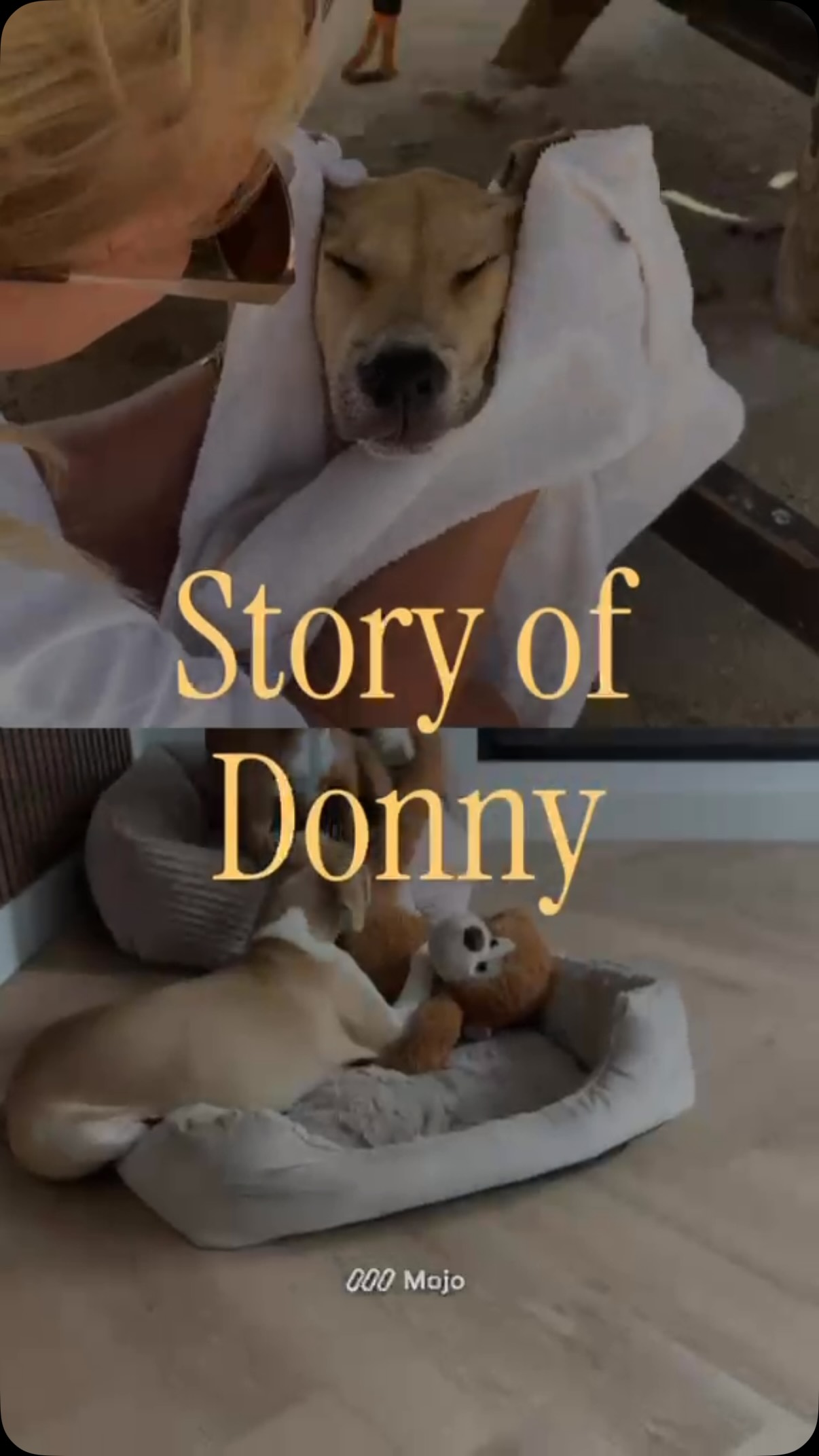 Today, we’re sharing the story of Donald. ❤️
Donald was found way out on Westpunt, together with his brothers and sisters Tati, Norman, Chiki, Brandon, Muneca and Luna. The “Playa Forti litter.” They were far too young to survive on the streets on their own.
After spending some time recovering with a foster family, the little ones moved to the Rescue Center.
And on June 20th, it was 5-month-old Donald’s turn to leave Curaçao and travel to his golden forever home in the Netherlands. He was given the name Donny — and he is living the most wonderful doggy life! 🐾❤️
His owners made an amazing video showing Donny’s journey, from his first days at the Center all the way to arriving at his new home.
We are incredibly grateful to his family for giving him such a beautiful, loving life. ❤️
#ForeverHome #AdoptAStray #HappyHome #AdoptDontShop #saveastray