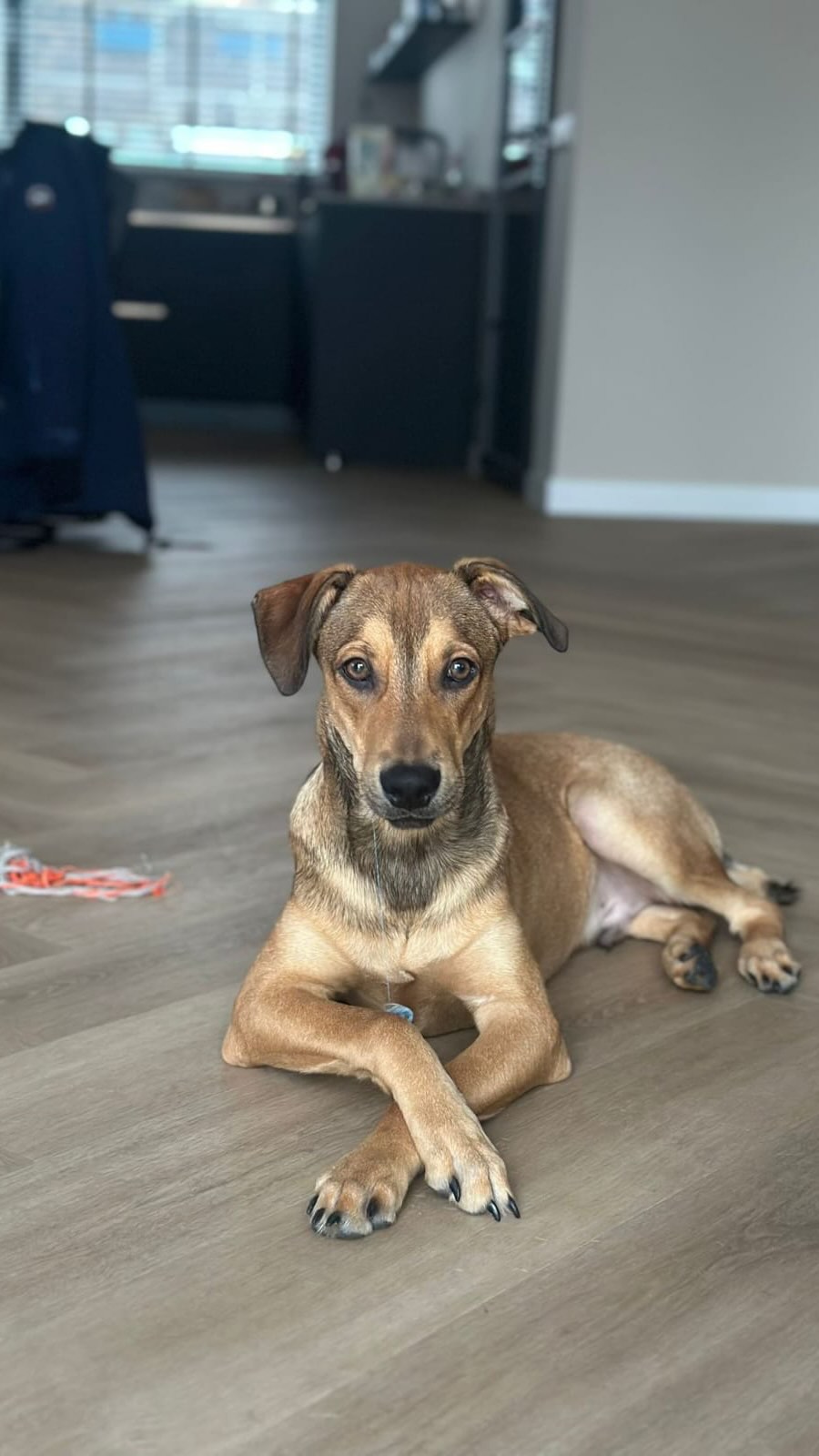 🐾 𝗡𝗲𝗹𝘀𝗼𝗻’𝘀 𝗮𝗱𝗼𝗽𝘁𝗶𝗼𝗻 𝘀𝘁𝗼𝗿𝘆 🤍🇨🇼➡️🇳🇱
(1/2) - read in the comments (2/2)
In October, during our holiday in Curaçao, we visited Rescue Paws. The day before, we had already seen Nelson on the website, so of course we wanted to meet him in person. 🥹🐶
We immediately had a great feeling about him, so we filled out the adoption form that same day. The following day, we visited him again. ❤️
On November 16th, Nelson arrived in the Netherlands. He was reasonably relaxed at Schiphol, but once we got home, everything suddenly felt quite overwhelming for him. Luckily, our other dog, Vaeda, helped him enormously. 🐕🤍
We first let them meet calmly on neutral ground and gradually brought them closer together before introducing them to the house. By now, Nelson is almost twice her size, but whenever something feels scary or unfamiliar, he can really rely on her. Without even trying, Vaeda helps him through new situations and gives him the confidence to explore the world around him. 🥰
In the beginning, human contact was very exciting for Nelson. He didn’t want to play with us for quite some time. Now, about six months later, he is enjoying it more and more! 🎾 His personality and strong will are also coming out more. He has even started having little “discussions” with us when he would rather go for a walk on his own terms or decides that it’s time to get on the couch. 😄
Visitors can still make him feel a little insecure, but we see him becoming more confident all the time. His curiosity often wins, and he is increasingly willing to approach visitors. Strangers in the house are still a little too much for him, so his crate is his safe and comfortable place to retreat to when he needs some space. 🏠🤍
Nelson became part of our family very quickly and has the sweetest, gentlest personality. His playful side is showing more and more, and he is also becoming increasingly confident in showing his own personality and strong will. On top of that, he is incredibly eager to learn. 🥰