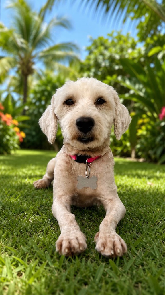 🐾 𝗙𝗲𝗻𝗱𝗶 𝗶𝘀 𝗹𝗼𝗼𝗸𝗶𝗻𝗴 𝗳𝗼𝗿 𝗵𝗲𝗿 𝗳𝗼𝗿𝗲𝘃𝗲𝗿 𝗵𝗼𝗺𝗲! 🏡💗
Fendi was abandoned by the side of the road. Luckily, she was taken into care and is now getting the chance to find a loving forever home. 🥰
Fendi is a female dog of approximately 3 years old. She is especially social and affectionate towards people. 🥰 She is also good with other dogs, but she will let them know when she feels they are getting a little too pushy. In that case, she may give them a little warning snap. 😉
Fendi is quite a confident and cheeky girl and definitely not shy or timid! Before you know it, she’ll be happily rummaging around on your bed the very first time she enters your home. 😂🛏️
She loves cuddling up next to you on the sofa 🥰 and she absolutely loves going for car rides! 🚗💨
⚠️ 𝗣𝗹𝗲𝗮𝘀𝗲 𝗻𝗼𝘁𝗲: Fendi can bite through chicken wire, so a securely fenced and well-enclosed garden is an absolute must!
Are you interested in this sweet but spirited little lady? 💕 Fendi would love nothing more than to go on adventures with you and join you for fun car rides! 🐾🚗✨
#adoptdontshop #rescuepawscuraçao #rescuedog #westpointerofcuraçao #westpointer