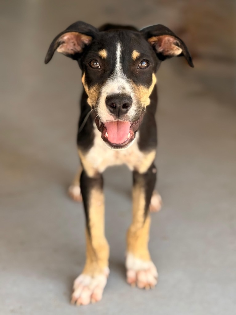 𝗟𝗘𝗧’𝗦 𝗠𝗘𝗘𝗧 𝗟𝗜! 🐶
This handsome 8-month-old teenager is looking for his forever home! 🏡 Li is social, energetic and loves other dogs. People are still a little scary for him. 👀❤️ He likes to observe from a safe distance at first and needs some time to learn to trust you. But more and more, his curiosity gets the better of him! Going for a walk? Li is always up for it! 🐾
Li was found in Ronde Klip together with his two brothers, after their owner abandoned them. Thankfully, Li has made some beautiful progress and is now ready to find his own family.
𝗟𝗶 𝗶𝘀 𝗶𝗻 𝗻𝗼 𝗿𝘂𝘀𝗵. 𝗛𝗲 𝗷𝘂𝘀𝘁 𝗻𝗲𝗲𝗱𝘀 𝘀𝗼𝗺𝗲𝗼𝗻𝗲 𝘄𝗵𝗼 𝗵𝗮𝘀 𝘁𝗶𝗺𝗲. 
For Li, we’re looking for a loving and patient person who understands that trust takes time. Someone who will give him the space to explore, learn and grow at his own pace. With patience, love and positive guidance, Li can continue to gain confidence and show more and more of his sweet personality. 🤍
More information via the link in our bio. 🔗
#rescuepawscuracao #rpc #rescuedog #adoptdontshop #dogsofinstagram