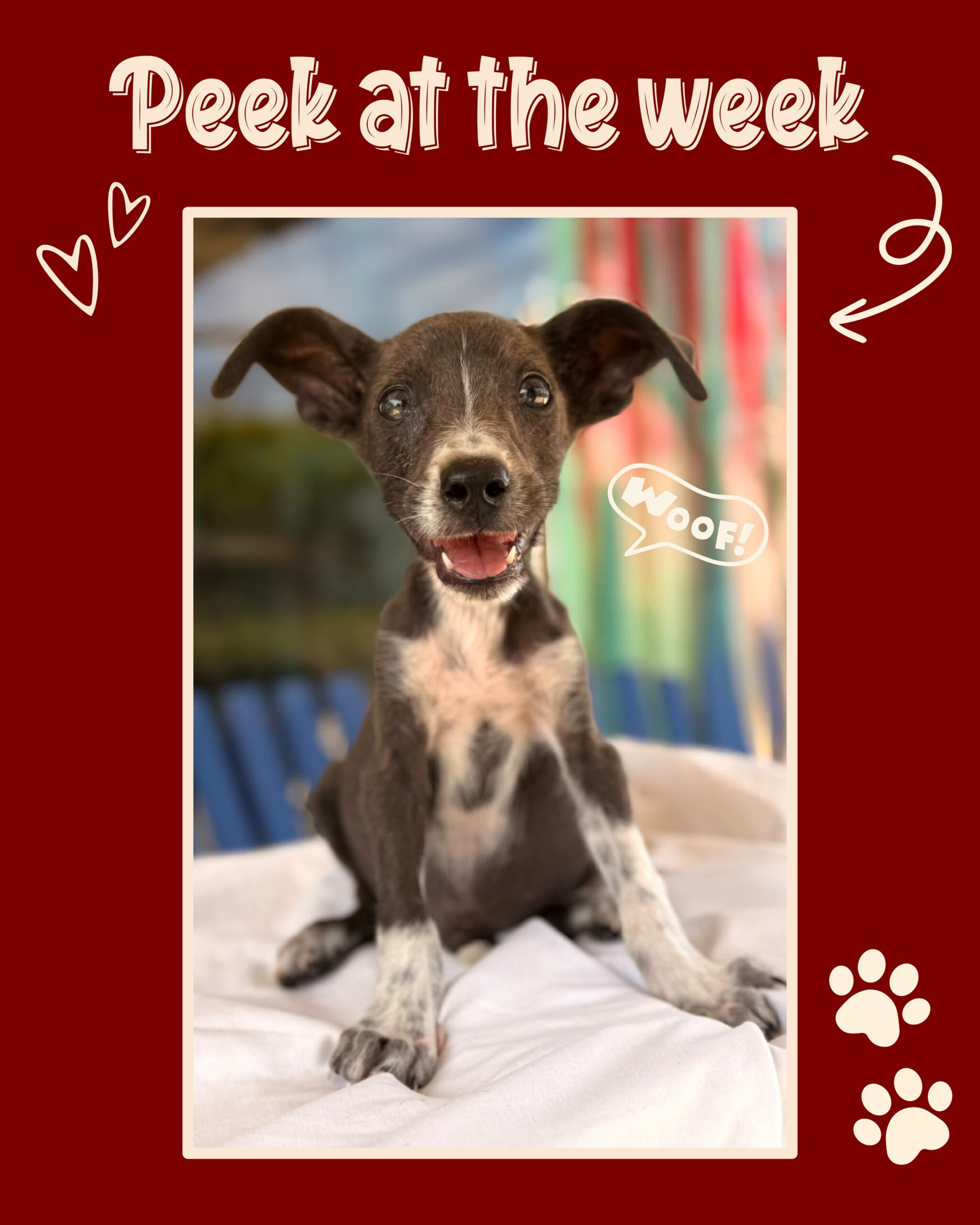 Peek at the week - Rescue Paws Curaçao 🐾
Swipe to see all our stories! 🙌🏻
🐶 New dogs in town
Leno and Loulou are new arrivals at the center. Famke and her little sister Zoë are also new at the center. They were named after our interns. Welcome, sweet pups! 🐶
Vita, an 11-week-old female puppy, is also new. When she was found, it seemed like she had only just been abandoned. We were able to safely rescue her. Vita is currently on the waiting list and is staying with a foster family until a spot becomes available for her. Just look at that smile! 😁
Capitain is new to a foster home. 💙
Naila has also recently arrived at a foster home. One day, she simply showed up at her temporary foster’s home. Unfortunately, she has had a very difficult start in life. Someone poured hot water or hot oil over her, leaving her with severe burns. Thankfully, her wounds are healing incredibly well, and Naila is showing us just how strong she is. 🩷
Asha is also staying with a foster family to regain her strength. Her finders immediately reserved her for adoption as well! 🙌🏻
Christoffel has arrived at the center. This poor boy was found all alone at the top of Mount Christoffel. 😢 Luckily, some very kind tourists were climbing the mountain and brought him safely back down.
🏠 Forever homes
Linus and Alma have found their forever homes in the Netherlands. Wesley also flew to the Netherlands last week, where he is staying with a foster family with the possibility of adoption!
Sweet Katira, Omero, and Zep have gone to their golden forever homes here on the island. Sweet Zip, now called Zippie, is also lucky enough to stay on the island and will be living with our volunteer Sophie. 🙌🏻🩷
🐾 Paws on the road
Jake went to the beach for an afternoon with our volunteers Hidde & Mirthe. He had such a wonderful time! ☀️🏖️
🫶 Support & help
Photographer Dominique Féline recently visited our rescue center. She came to cuddle with the dogs, but also took some beautiful photos of our pups. 🐾❤️ Thank you again, Dominique! @dominiquefelinefotografie
We received a lovely donation from The Good Roll: toilet paper and tissues! Thank you so much, @thegoodroll! 🧡🙌🏻
Moon’s ow