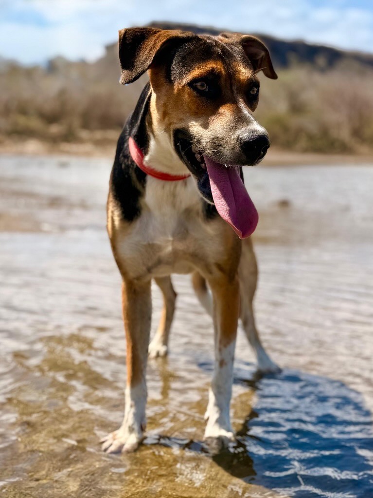 💙🐾 𝗦𝗔𝗠𝗨𝗘𝗟 𝗜𝗦 𝗟𝗢𝗢𝗞𝗜𝗡𝗚 𝗙𝗢𝗥 𝗛𝗜𝗦 𝗙𝗢𝗥𝗘𝗩𝗘𝗥 𝗛𝗢𝗠𝗘 🏡
Meet Samuel — a sweet, happy and sometimes wonderfully cheeky young boy who is looking for one very important thing: his own family. ❤️
Samuel is currently staying with a foster family together with four other dogs, and he absolutely loves it. He is social, loves attention and is a real cuddle bug. 🥰 He enjoys going for car rides, likes children and gets along well with other dogs.
But Samuel is also a teenager… 😉 So yes, he can have a mind of his own! With love, patience, clear boundaries and some consistent guidance, he has everything it takes to become an amazing companion for life. 🐶❤️
He is not the best match for a family with very young children, but older children could make wonderful friends for him.
Samuel is looking for someone who doesn’t just fall in love with his beautiful face, but is also willing to give him the guidance and patience he deserves. 🙏🏼
Who will give Samuel the home he has been waiting for? 🏡💙
📩 Interested in Samuel? Please contact Rescue Paws Curaçao.
Can’t adopt him yourself? Please share his story. You might just be the reason Samuel finds his forever family. ❤️
#AdoptSamuel #RescuePawsCuracao #AdoptDontShop #ForeverHome
