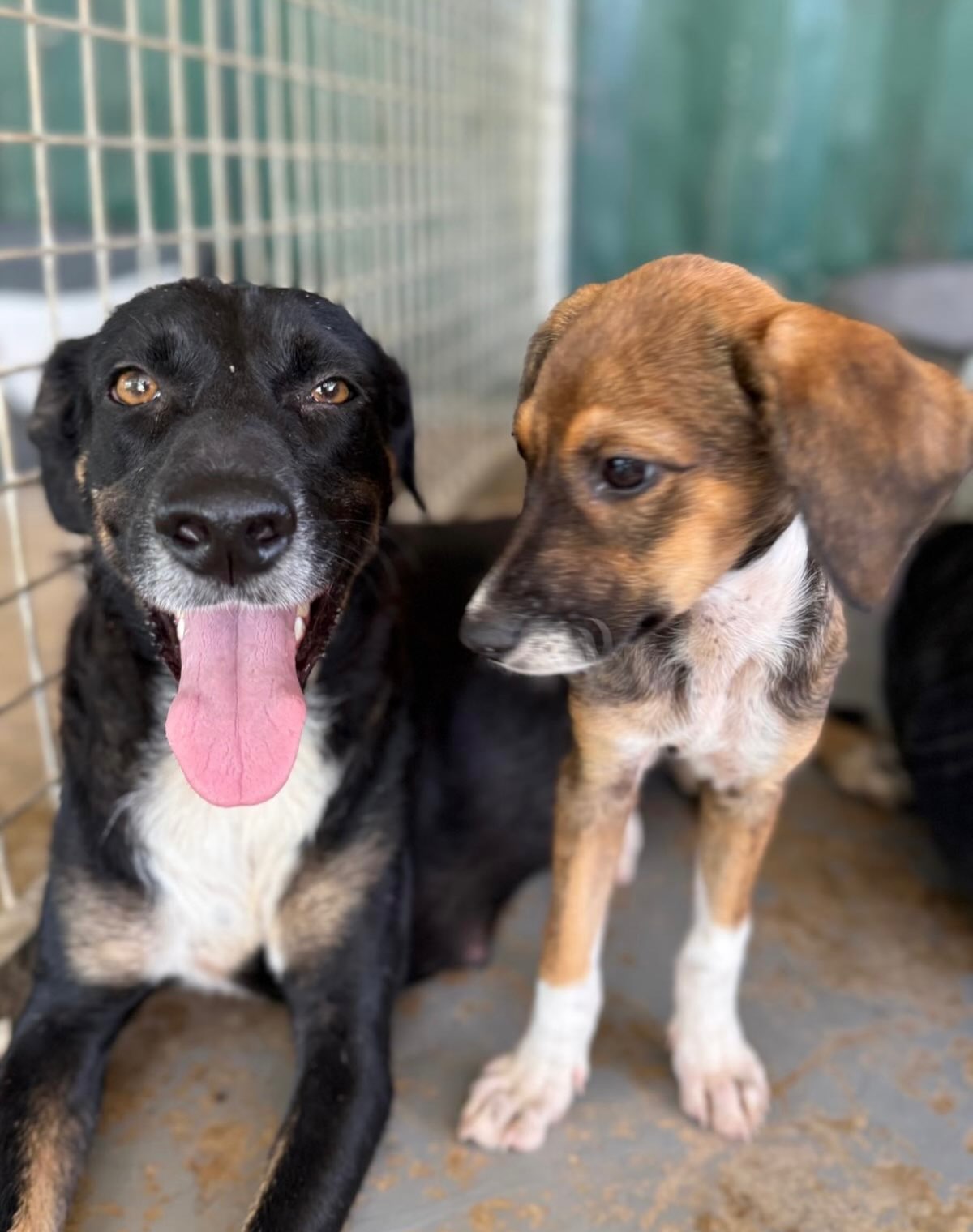 Vandaag in onze “hoe gaat het nu met..” lieve Cenya. Cenya en haar twee pups werden begin 2025 gespot bij een tankstation. Een te gevaarlijke plek. De pups werden gevangen, mama vond t nog spannend. Maar met geduld en liefde kwam ze toch in de auto. Bij de dierenarts bleek ze te mager en ze had kogels in haar lijfje, ze was beschoten. Rust, aandacht en liefde maakten dat Cenya meer en meer ontspande en begon te genieten van de verzorging en veiligheid. Haar pups vonden snel een thuis. Maar op een dag was het voor de 3 jarige Cenya zelf ook raak! Ze mocht naar NL. Haar baas en Cenya zelf vertellen graag hoe het gaat:
“Toen ik die vrouw aan zag komen lopen wist ik meteen: Ik ben op leeftijd dus gooi al mijn charmes in de strijd. Ik duwde m’n koppie in haar hand en keek haar aan met mn amberkleurige ogen en voelde t is gelukt! 5 weken later, na een vlucht van 9 uur kwam ik aan in Nl. 
Dat uurtje in de auto vloog voorbij en toen ik thuis kwam stond er al water en eten én een heerlijke mand op mij te wachten.
Ik viel met mijn neus in de Hollandse boter…zogezegd. Nadat de grote en de kleine mensen zich kwamen voorstellen kwam er n man met baard en staf, toen die weg was sleepte t baasje n boom met ballen t huis in en of dat al niet genoeg was heb ik 24 uur lang nog nooit zo’n kabaal buiten op straat gehoord (niet leuk dus!) Dan denk je…ik heb alles gehad, stap je naar buiten en is alles wit en ver onder Curaçaose temperaturen brrrrrr.
Inmiddels zijn ze hier in rustiger vaarwater dus ik ook. Die blonde vrouw houdt wel voet bij stuk dus daar leer ik alle goede dingen van maar haar mannelijke wederhelft wind ik om mijn hondenpootje. Mijn baasje wil ook nog iets toevoegen 😉:
Het contact verliep goed ten tijde het wachten. Foto's, filmpjes...maakte het wachten fijn. Ook de appgroep met Chantal en alle info die we kregen waren fijn. Toen ik had gevraagd of ze met kinderen om kon gaan kreeg ik 2 dagen later filmpjes met kinderen en bezoekers.  Dat haalde ons over de streep.  
Aan de riem bleken vreemde honden een issue. Sinds dat ze los loopt t gaat stukken beter. Het gekke is dat met los lopen ze het écht met alle honden het goed kan vinden dus dat maakt ons ook zekerder.”