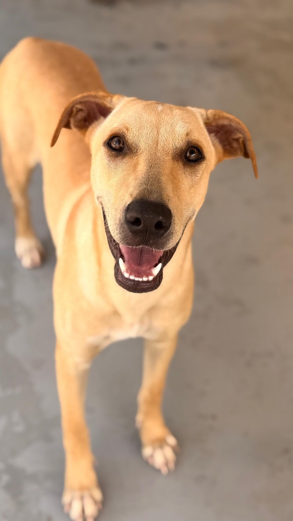 𝗠𝗲𝗲𝘁 𝗝𝗮𝗻𝗻𝗲 🐾

Janne’s second name could easily be Cuddlebug! 😂❤️ Because if there is one thing this sweet girl absolutely loves, it’s cuddles. 🥰

Janne (10 months old) used to live in the Souax area together with her brothers and sisters. They were living on the streets, where their previous owner most likely left them. Why? We have no idea… because they are such a lovely little group together! 🥺🐶

Luckily, a very kind woman came into their lives. ❤️ She took care of Janne and her brothers and sisters while they were still living on the streets. She didn’t even have a car and had to walk quite a long way every day just to bring them food and water. So incredibly sweet! 🥹💕

And then the big day finally arrived: a spot became available at the Rescue Center and Janne and her brothers and sisters were able to move in! 🎉🐾

At first, Janne found it all a little bit scary. Suddenly, there were SO many dogs around her! 😳🐕 But she only needed a few days to discover that life at the Rescue Center is actually pretty great. 😍

As we mentioned, Janne is a true cuddlebug! 🥰 She loves sitting close to you, climbing onto your lap or simply leaning against you. She absolutely loves being close to her people. ❤️Janne lives together with her 2 brothers and 2 sisters, and she gets along with them very well. 🐶

She gets to go for walks almost every day. 🌴🐾 She wears a harness – one of those funny little things – but she actually doesn’t mind it at all. She is already practicing her walking skills and getting better and better! 💪🏼🐕

Janne is a sweet girl with a gentle personality. ❤️ A true sweetheart who simply loves being close to her people.

Are you looking for a real cuddlebug? 🥰
Then Janne might be exactly the girl you’ve been looking for! 🐾❤️

Fill out an adoption form and who knows… maybe you’ll soon be the lucky one getting all of Janne’s cuddles. 🏡💕

#adoptdontshop #rescuepawscuraçao #rescuedog #westpointerofcuraçao #westpointer