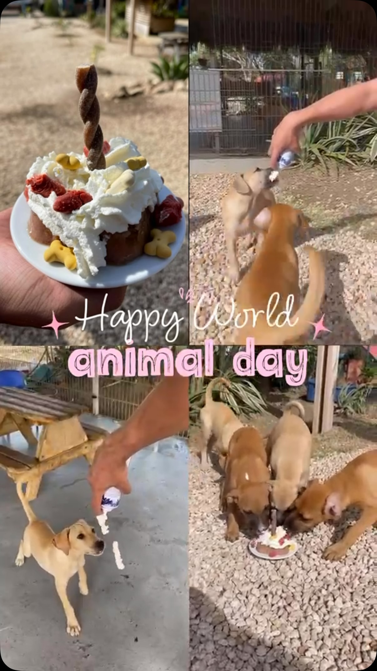 𝗔𝗻𝗶𝗺𝗮𝗹 𝗗𝗮𝘆 𝗳𝗼𝗿 𝗔𝗹𝗹 𝗗𝗼𝗴𝘀 🐾
Today is Animal Day, and our beloved pets are receiving extra love and attention. But for many dogs on Curaçao, this is unfortunately not a given.

That’s why we’re launching a special fundraiser for them today. Will you join us?

With your donation, we can provide food, medical care, vaccinations, sterilizations, and everything else these dogs need for a better future. ❤️

Every contribution helps:
🍽️ €5 – a full belly
🦟 €10 – flea or tick treatment
💉 €25 – a vaccination
🏠 €50 – one month of care for a dog
✂️ €75 – a sterilization

But most importantly: every little bit helps. Whether you donate €2, €5, or €50, together we can make a huge difference for these dogs, who desperately need our help.

Donate through link in bio. 🔗

#rescuepawscuraçao #rescuedog #adoptdontshop #animalday #fundraiser