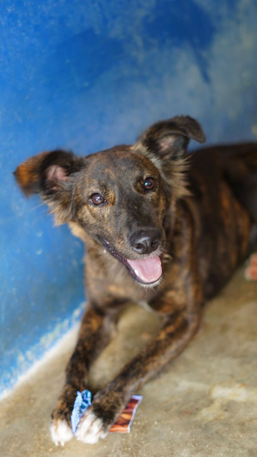 🐾❤️ 𝗧𝗼𝗴𝗲𝘁𝗵𝗲𝗿, 𝘄𝗲 𝗰𝗮𝗻 𝗺𝗮𝗸𝗲 𝗮 𝗱𝗶𝗳𝗳𝗲𝗿𝗲𝗻𝗰𝗲, 𝗯𝘂𝘁 𝘄𝗲’𝗿𝗲 𝗻𝗼𝘁 𝘁𝗵𝗲𝗿𝗲 𝘆𝗲𝘁…

(1/2) Every single day, we work hard to reduce the suffering of dogs on Curaçao. Thanks to the incredible dedication of our volunteers, we’re able to help more and more dogs. 🙏🏼🐶

And for that, we are incredibly grateful! ❤️

But despite everything we have already achieved together, the problem on Curaçao remains enormous. Every day, we receive reports about dogs in need, including many urgent cases. Unfortunately, we simply don’t have enough people to follow up on every report or take every dog into our care. This has resulted in a huge waiting list, with more than 70 dogs currently waiting for a place in our shelter. For some, this can take months, or even longer.

We want to help so many more dogs, but we need your help to make that possible! 🫶🏼

🏡 Fosters (a temporary home can make a world of difference)!

We urgently need more people who are willing to temporarily open their homes to a dog. With enough foster homes, dogs don’t have to remain on the waiting list for so long. Instead, they can stay somewhere safe, where they can receive love and attention, relax, and slowly get used to home life.

This not only allows us to help more dogs, but also gives them the opportunity to prepare for their future forever home. ❤️

🙋🏼‍♀️ Volunteers = absolutely essential!

We also desperately need more helping hands at our rescue center! The dogs in our care need daily care, attention, exercise and socialisation. And we simply need more people to make this possible. 🙏🏼

❤️ Every form of help makes a difference.

The support we receive right now is amazing and makes our work possible. But if we truly want to do more for the dogs of Curaçao, we need even more people willing to help.

Because the more fosters and volunteers we have, the more dogs we can help. The more dogs who have a safe place to stay, the more space we create to help those on the waiting list and respond to new reports.