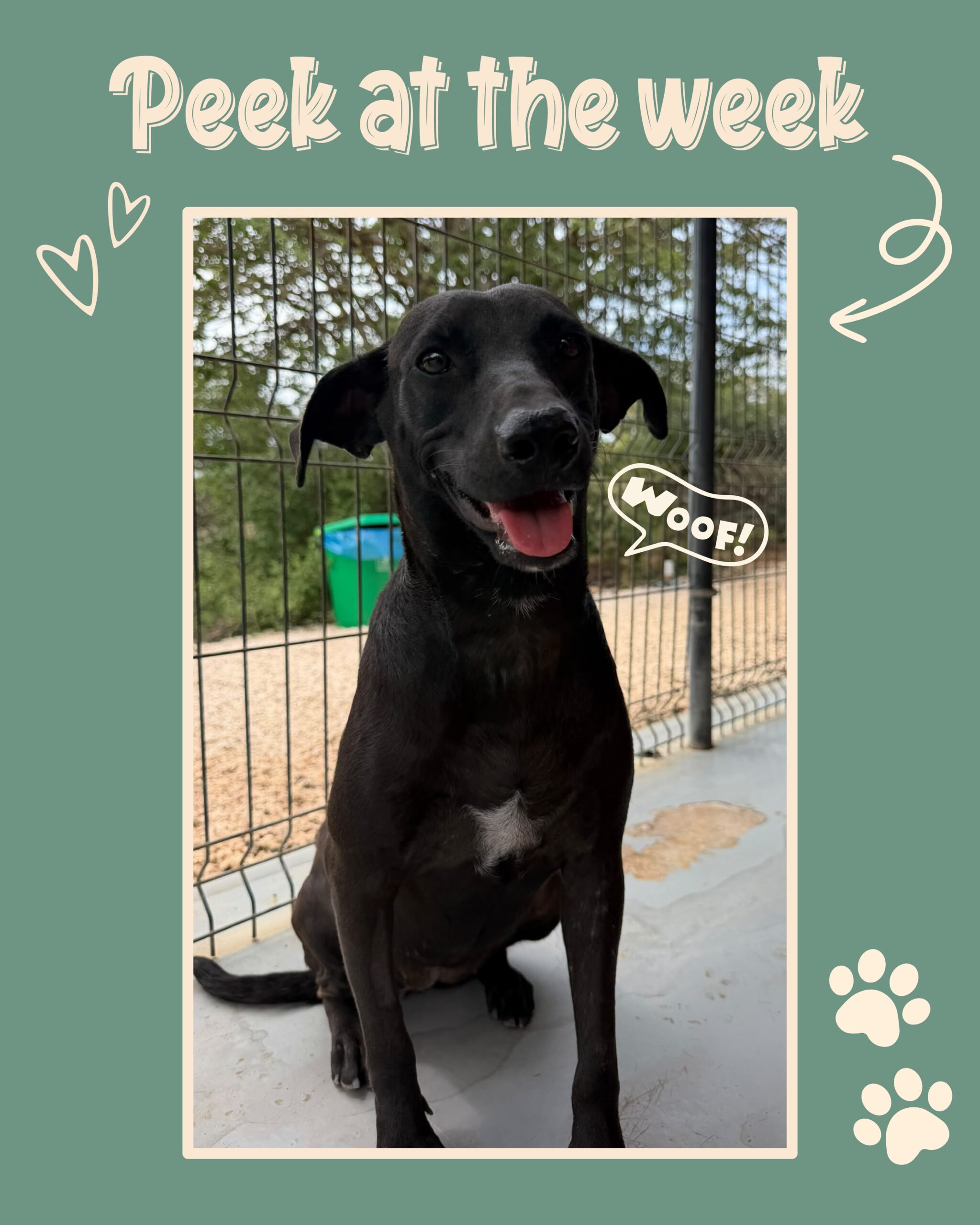 Peek at the week - Rescue Paws Curaçao 🐾

Swipe to read al of our adventures this week! 👉🏻

🐶New dogs in town

Don Zorro, Deejay, Misti and her little sister Sarah are new arrivals at the center. 🐶

🏠Forever homes

Zuri, Finn, Bo and Casa flew to their forever homes in the Netherlands. Mariposa has moved to her golden basket in Curaçao. Our sweet Sjeel and Klara have also left the center! On their way to their new homes on the island. ❤️

Sweet Auri has also left the center. On her way to a new, loving home on the island! Her adopter is incredibly creative and painted a beautiful cabinet for us — so sweet and truly gorgeous! 🩷🙌🏻 Thank you, The Craft Studio!

Anita and Jorieke are here on holiday and decided to adopt a dog. When they met Jade, it was love at first sight. This morning, they went to the vet together. It is so beautiful to see how quickly Jade is gaining their trust and becoming attached to them.
On Wednesday, Anita and Jorieke will fly back to the Netherlands. Just three more weeks to wait, and then Jade can join them! 🤎🙌🏻

❤️ Happy World Animal Day

Celebrating Animal Day with a warm heart for animals! 🐾❤️ Last Sunday, we were invited to the open day of the Animal Protection Foundation, together with Stichting Dierenhulp Curaçao. Thank you for such a wonderful and enjoyable afternoon! @stichtingdierenhulpcuracao @dierenbeschermingcuracao

Even though every day is Animal Day at the rescue center 🙏🏼, lots of little cakes were handed out to all the sweet dogs at the center. They absolutely loved them!

🫶Support and help

We are happy to share that the extension of our accreditation as a recognized work-based learning company is once again in the bag 🥳 Thank you, SBB (Foundation for Cooperation between Vocational Education, Training and the Labour Market) 🙌🏻 Here’s to many more interns having a fun and educational experience with us! @sbb_nl

Sweet Wendy and her colleague Auke spent their holiday working hard at our rescue center. Jewel, her ‘long-distance dog’, got to join them for a day out! They all had such a wonderful time 🐾❤️🙌🏻 Thank you so much for all your help!

Dear Marieke, a huge thank you for all your help during th