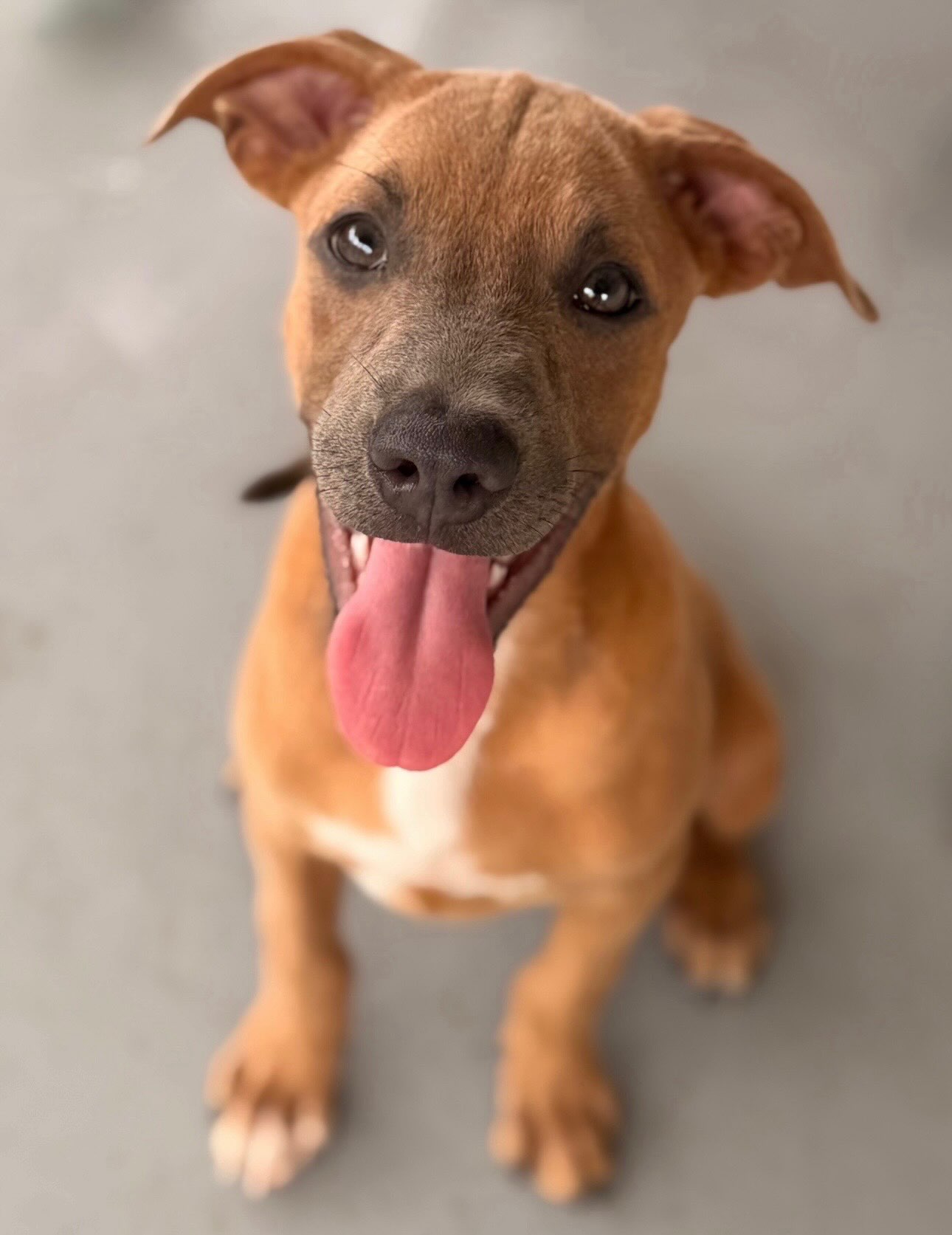 🐾❤️ FRANKIE’S HAPPY TAIL! ❤️🐾

Frankie is doing incredibly well, and it genuinely feels as though she has always been part of the family! 🏡 From day one, she fitted right into their routine.

This little whirlwind has a feisty personality and a HUGE amount of love to give! 🥰 She may be a little stubborn, but she’s also a true Velcro dog who loves cuddles, kisses and being close to her humans. Expect enthusiastic jumps and lots of love! 😘💕

Frankie loves running around, chasing birds and neighbourhood rabbits 🐦🐇, exploring the garden 🌿 and having the time of her life on the beach! 🏖️ She also loves playing with her big sister — and occasionally teasing her just a little! 😂🐕

And then there’s Frankie’s very special talent: collecting things! 🧸🎁 She has her own little doghouse where all sorts of things mysteriously disappear. Missing something at home? There’s a 99% chance you’ll find it in Frankie’s house! 🤣

She’s curious, fearless, sociable and full of life. A true bundle of joy who has brought so much love and laughter into her family’s home. ❤️

Ron & Wesley also have wonderful things to say about their adoption experience. They felt supported throughout the entire process and loved receiving regular updates, photos and videos. 📸💛

Their message about the Rescue Paws volunteers says it all: the love and passion for the dogs are evident from the moment you walk through the door. 🐾❤️

Thank you, Ron & Wesley, for giving Frankie her forever home! 🏡💖 We couldn’t be happier that this little girl found her perfect match.

#RescuePawsCuracao #AdoptDontShop #HappyTails #ForeverHome #RescueDog
