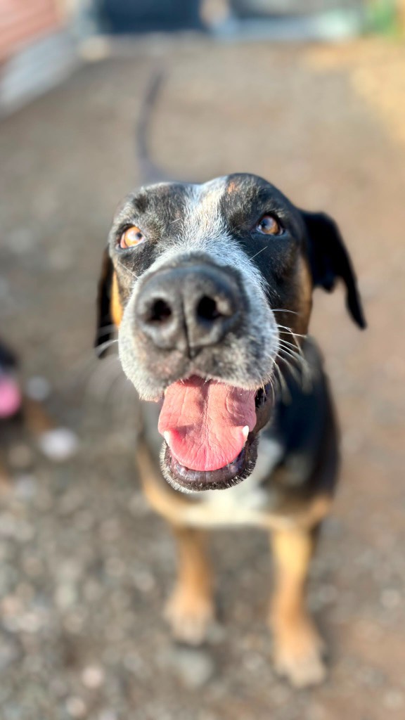 𝗠𝗲𝗲𝘁 𝗠𝘂𝗹𝗮! 💛

She was probably abandoned at the shelter grounds when she was heavily pregnant. That very same night, she gave birth to nine beautiful puppies. Sadly, three of her little ones didn’t make it, most likely because she was severely malnourished herself. 💔

Despite everything, she lovingly raised her six surviving puppies. They’re now old enough to stand on their own four paws and find loving forever homes of their own. 🏡🐾

Mama Mula is a real cuddle bug who absolutely loves attention. She’s incredibly sweet, calm and gentle. 🥹💕 Whenever she sees you, she’s genuinely happy and comes over to greet you enthusiastically. But if you need to leave for a while, that’s fine with her too. She can happily keep herself occupied and patiently wait for you to return.

She gets along well with other dogs and is a relaxed passenger in the car. 🚗🐕 She hasn’t met any cats yet, so we don’t know how she would get along with them. 🐱

Walking on a leash still makes her a little nervous. There’s so much left for her to discover, but she practises every day and is growing more confident all the time. 🌱 With a little patience and positive guidance, she’ll hopefully get the hang of it soon.

Mama Mula dreams of finding a home where she can simply be a dog. A place where she can give and receive all the love she has to offer. 🏡💖

Could that special place be with you? 🥹🐾

#adoptdontshop #rescuepawscuraçao #rescuedog #westpointerofcuraçao #westpointer